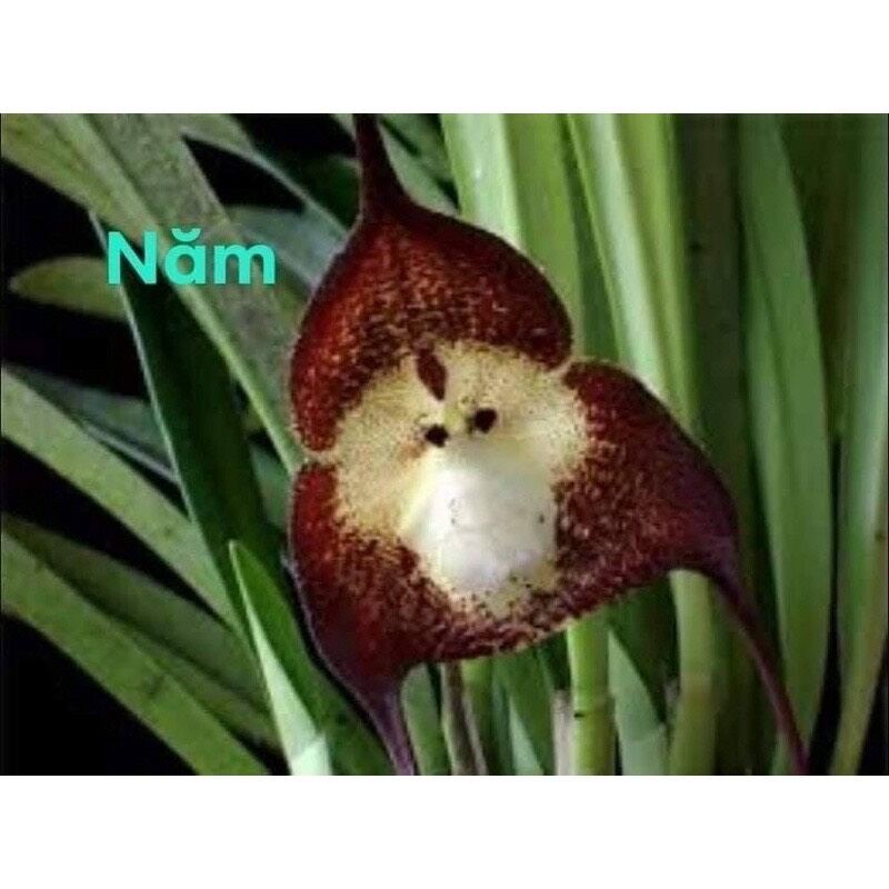hoa lan mặt khỉ (khóm như hình cuối)
