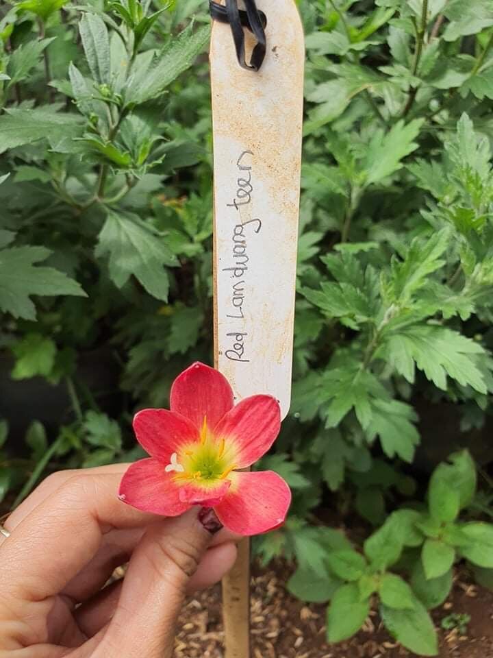 Củ huệ mưa- dễ trồng- dẽ chăm sóc