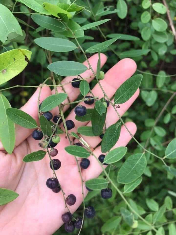 Cây phèn đen 1kg,cây nổ đồng tiền .