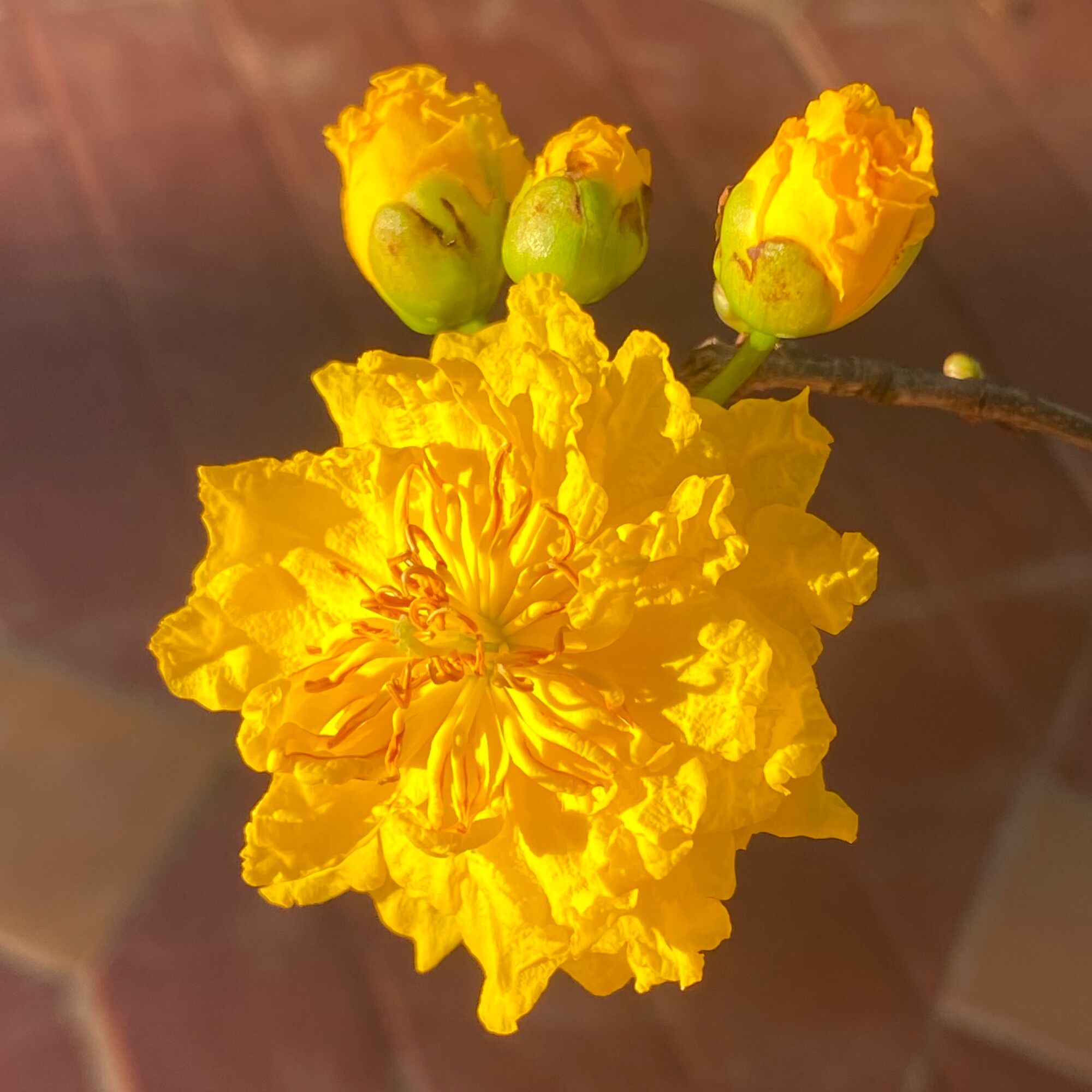 Cây mai cúc Phượng Thanh Trân - nụ chơi Tết, mai cúc phượng hoàng, hoa dài thành chuỗi (8-15 bông 1 chùm)