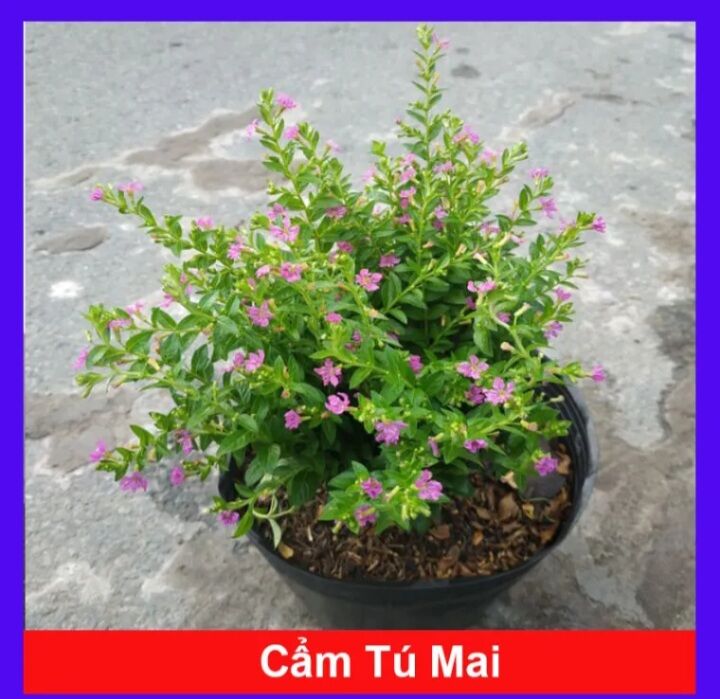 Cây cẩm tú mai gói hàng bao chết