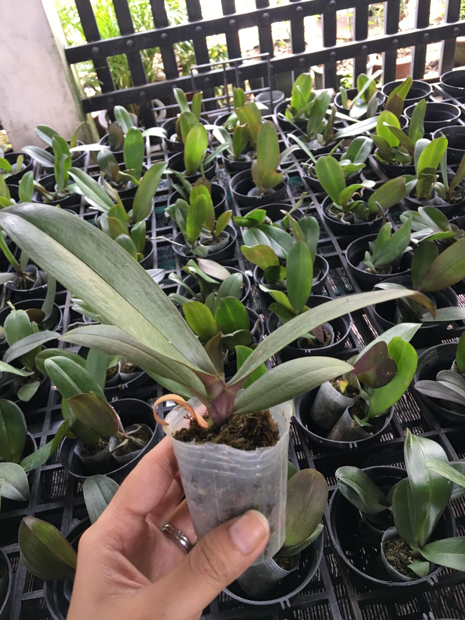 Hồ Điệp Hoa Đại - Cây Con - Được Chọn Màu