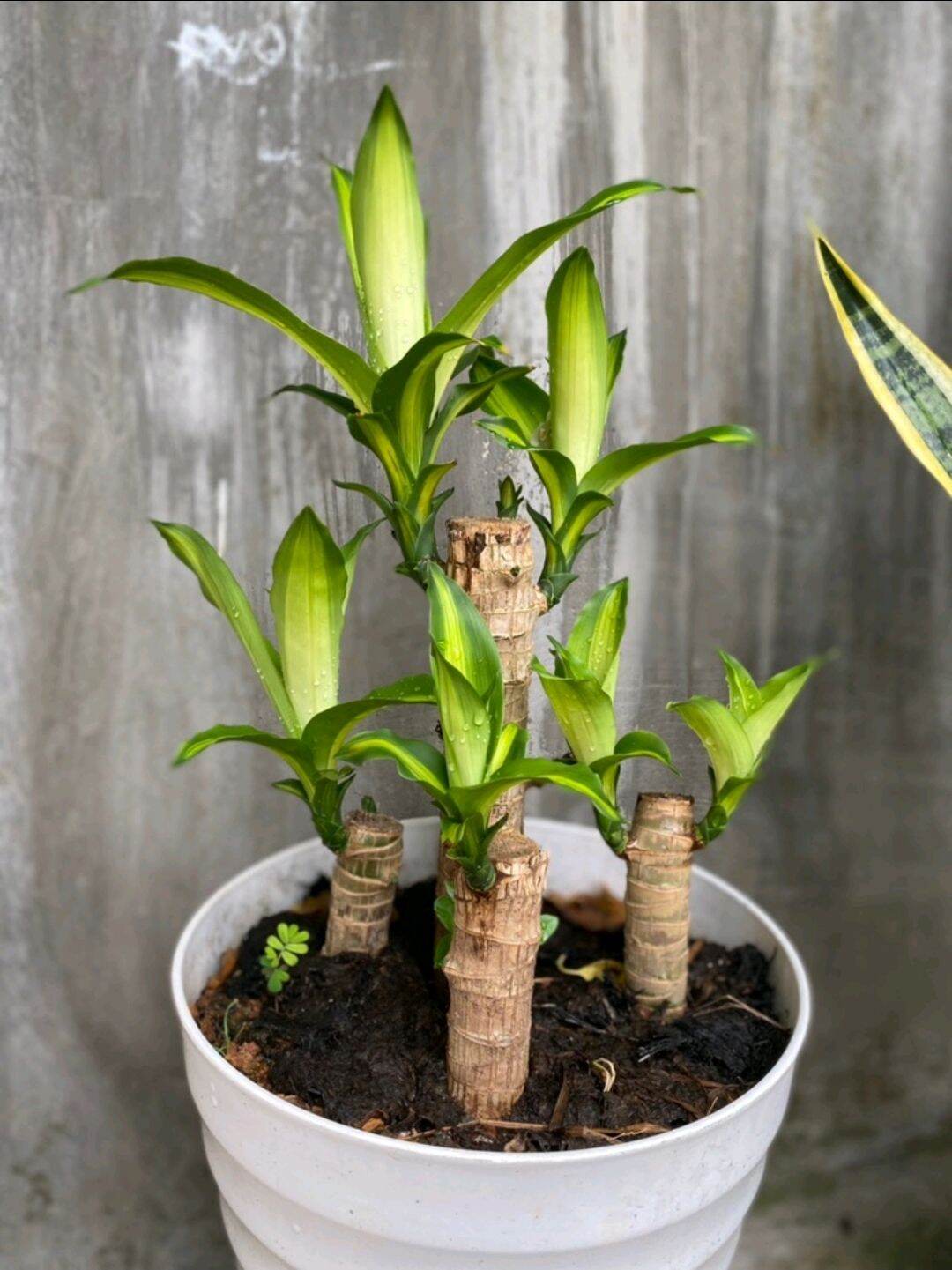 khúc giống cây thiết mộc lan lá sọc vàng dài 40cm