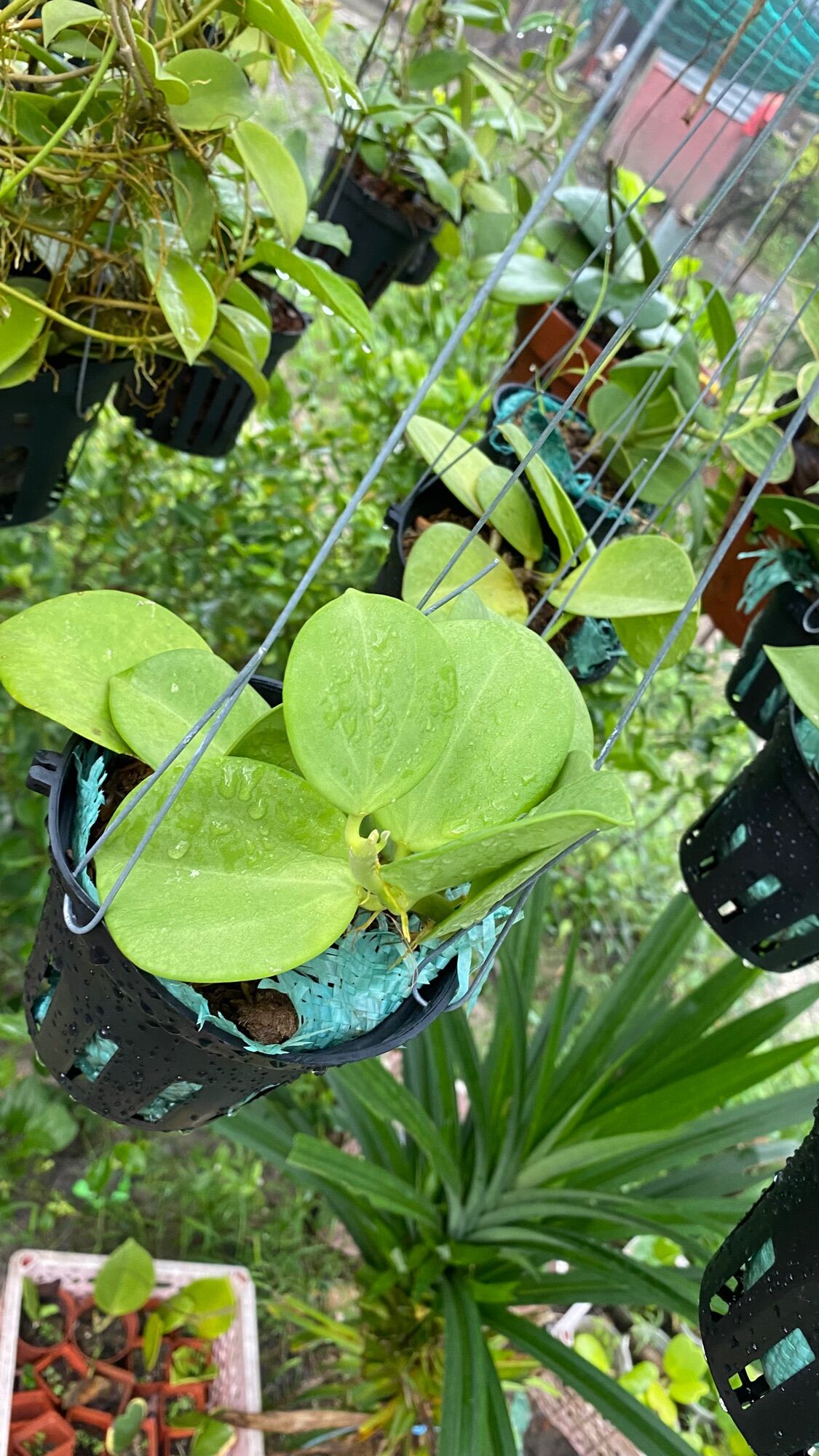 Cẩm cù lá xếp - Pachyclada