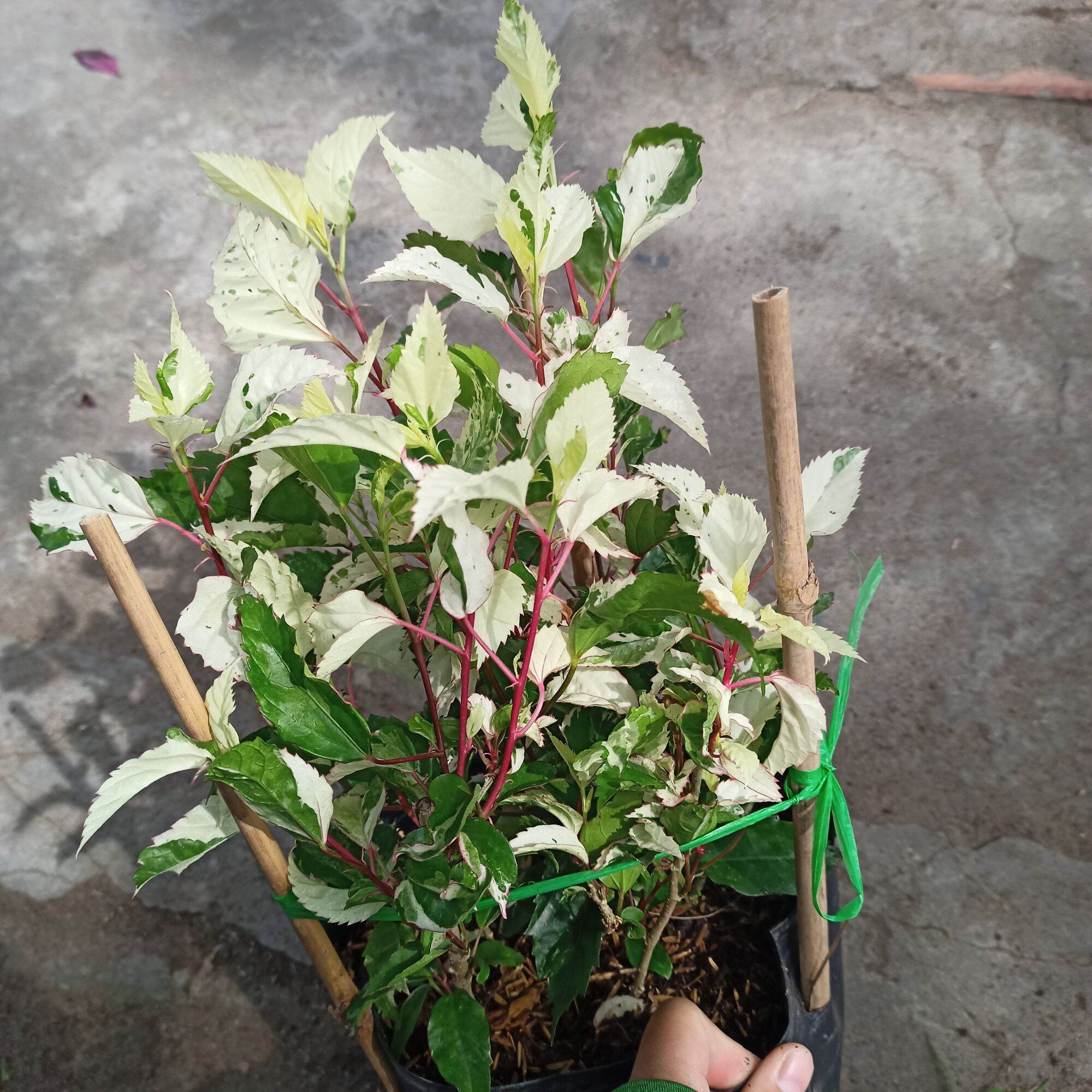 Chậu cây bụt var trắng