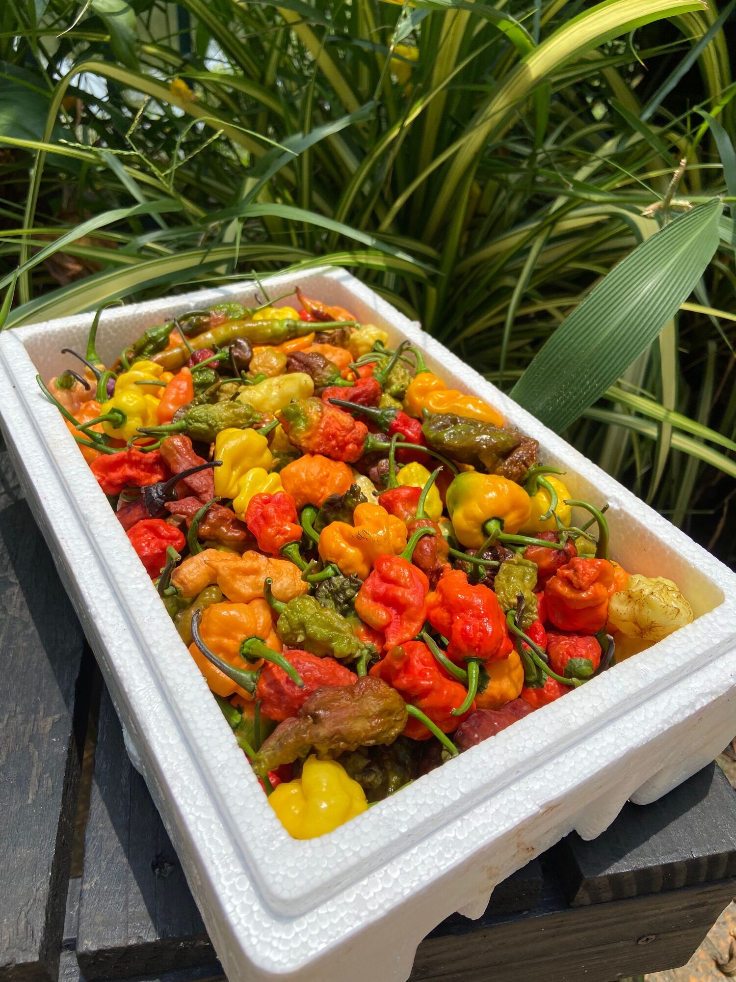 Túi ớt ngoại mix nhiều loại siêu độc lạ cay thơm. KL 100gram