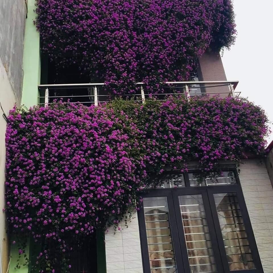 Cây giống ngũ sắc rủ(1bầu cây)