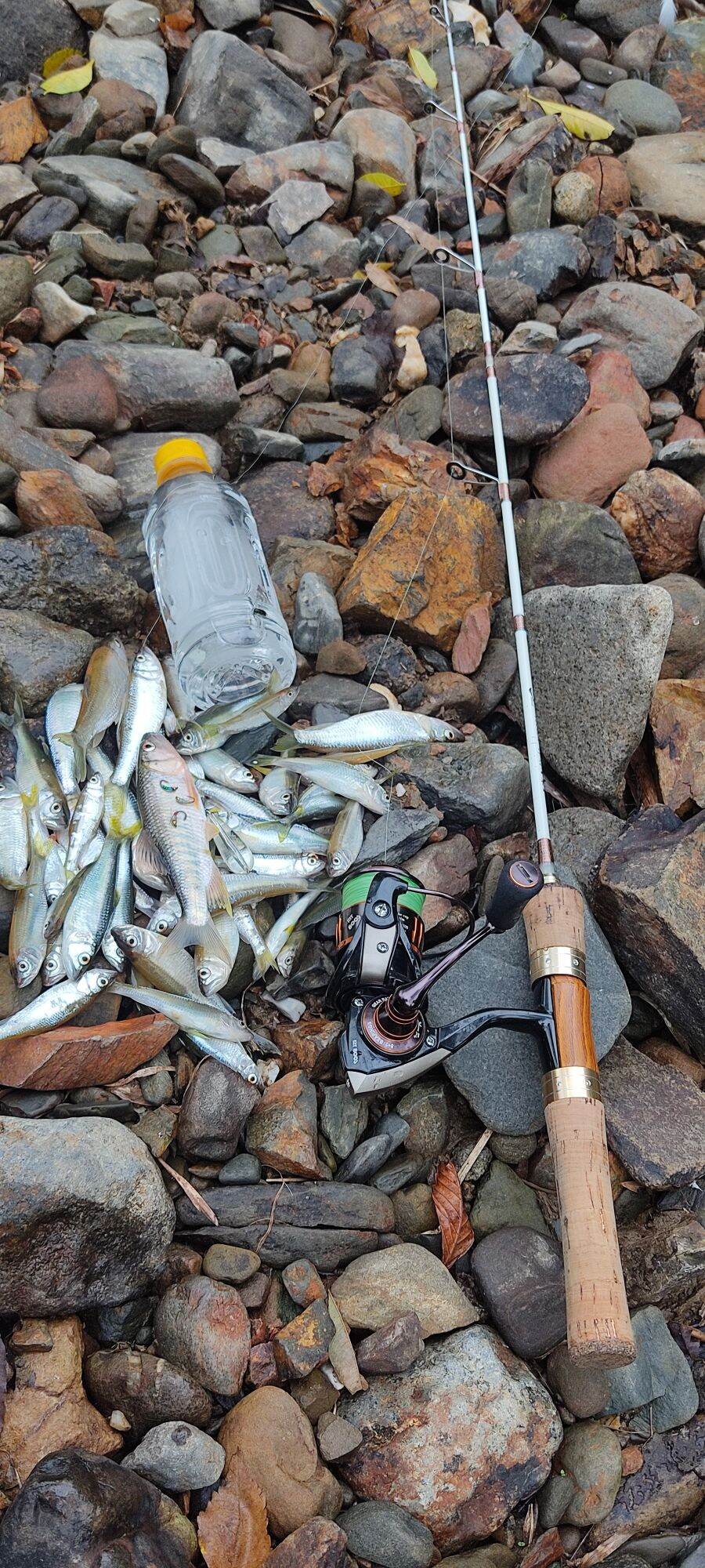 5 fly lure cá mương (mồi câu cá mương)