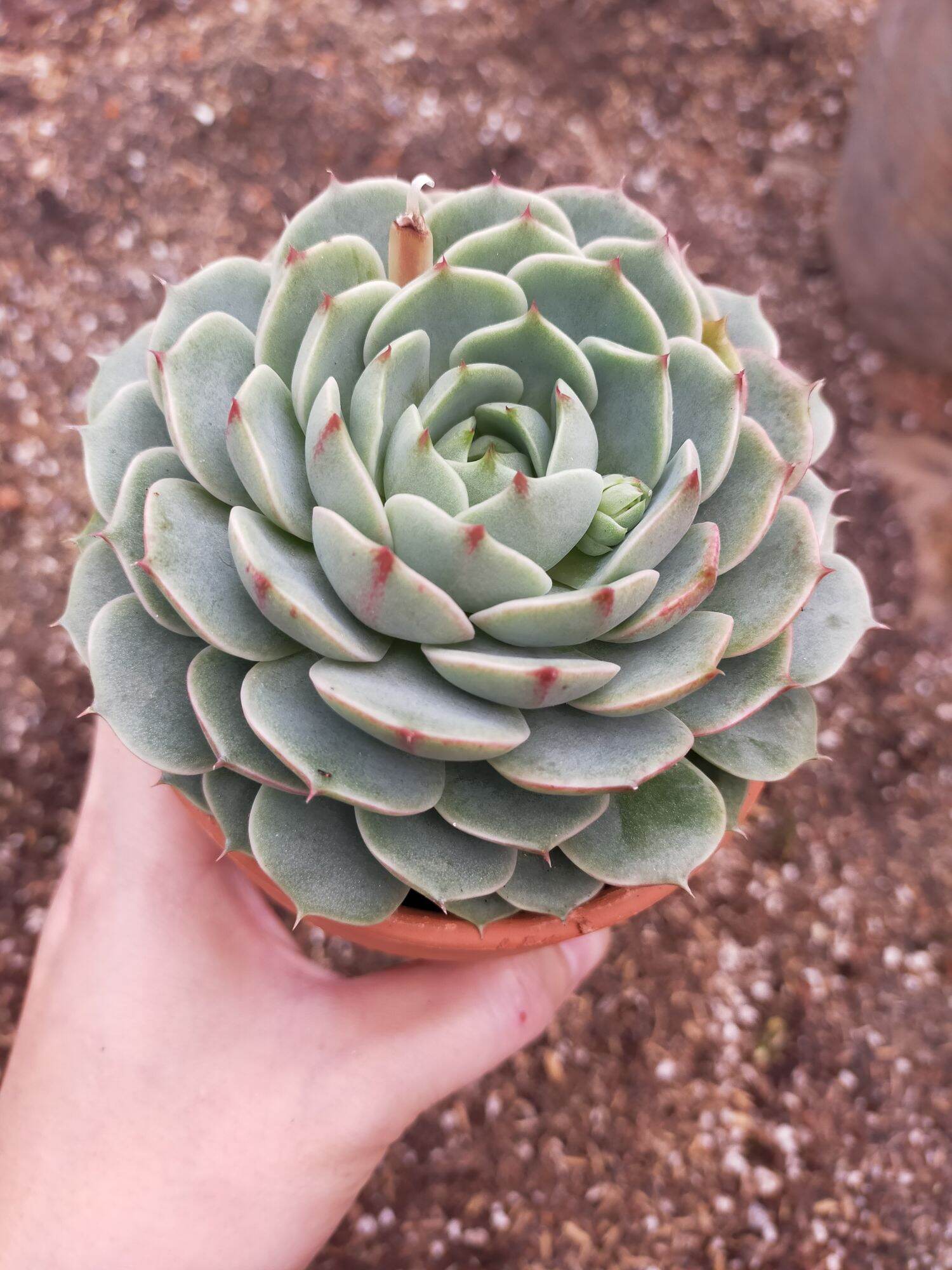 Sen đá vân mai size trung🌵đà lạt 🌲 cây siêu cute ❤️ lỗi 1 đổi 1❄️