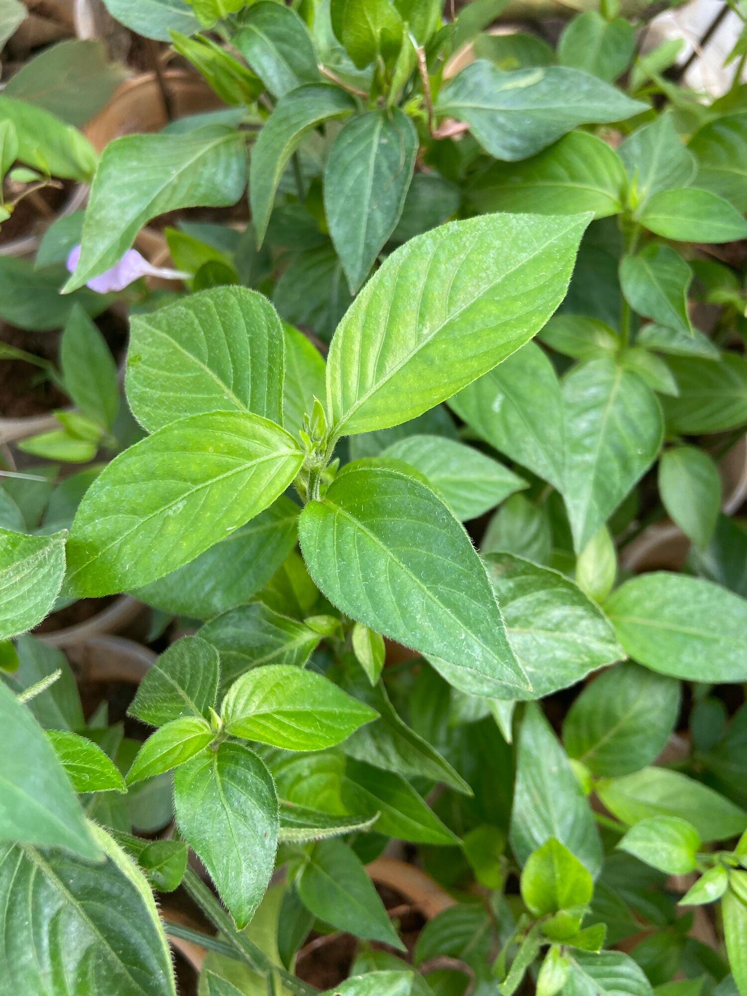 Cây lá cẩm đỏ, tím