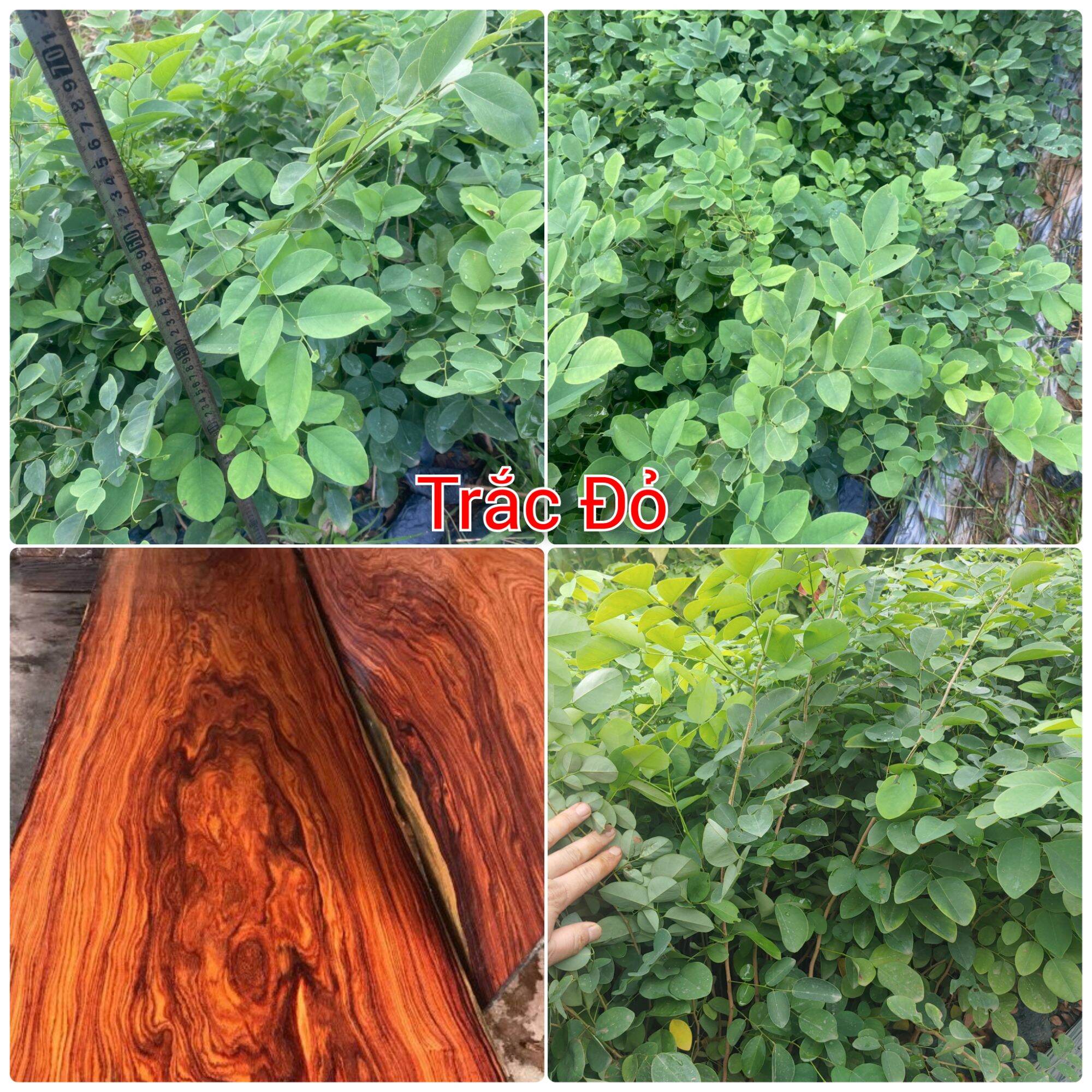 Cây giống Trắc đỏ