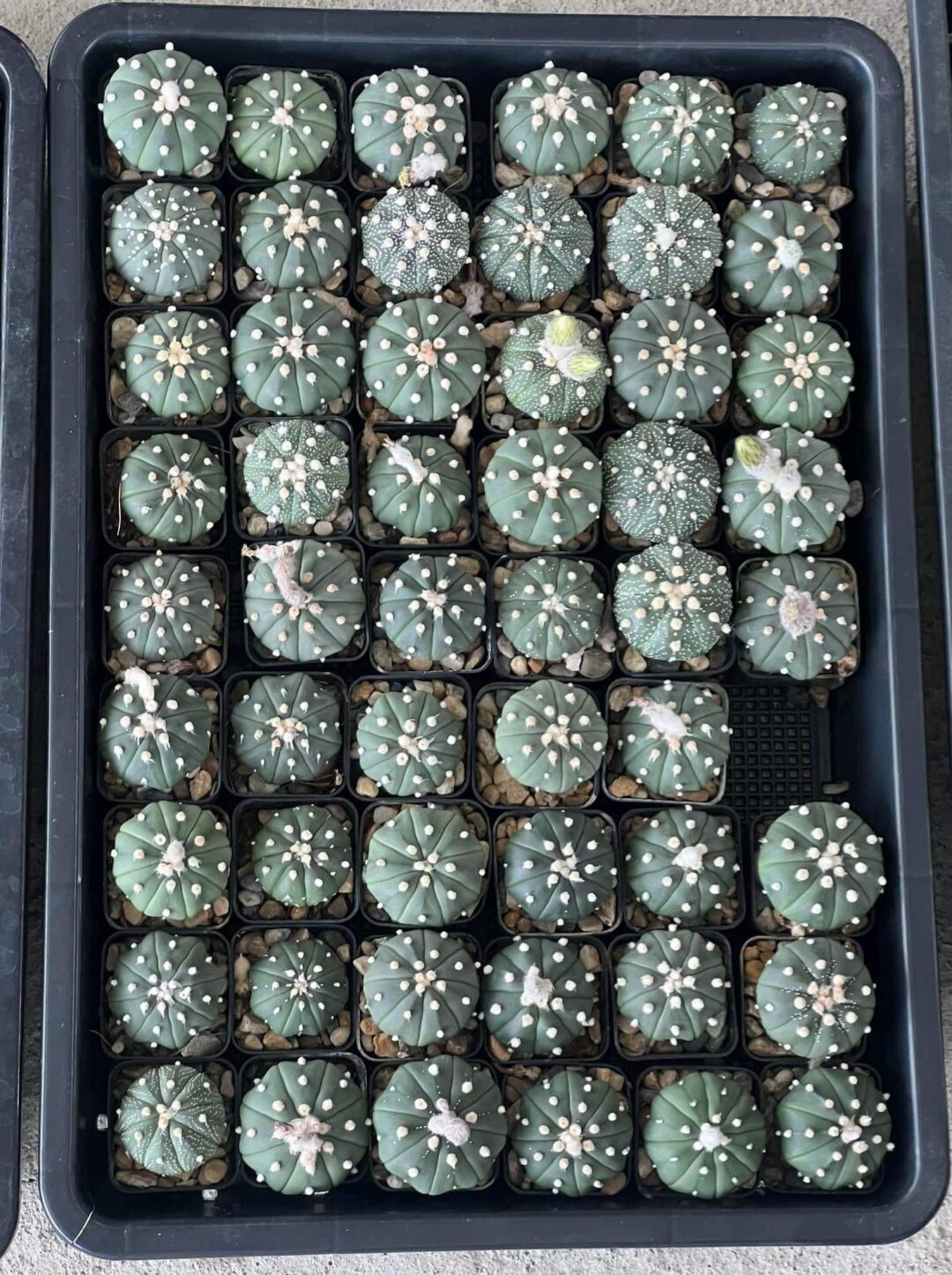 Cây Xương rồng không gai 3.5-5cm, xương rồng bánh bao, Aster