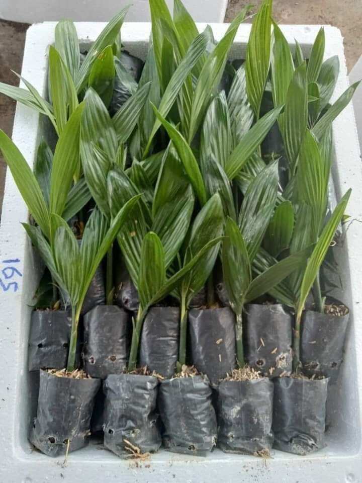 cau lùn tứ quý