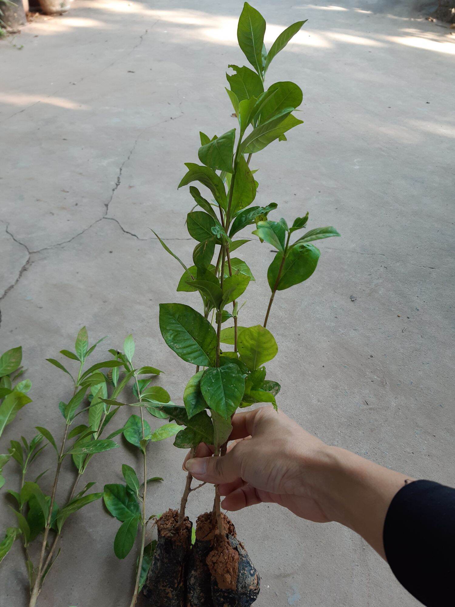 cây giống dành dành(cây bạch thiên hương)cao từ 35 tới 45cm