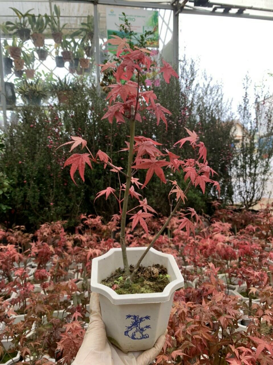 Phong lá đỏ mai mắn
