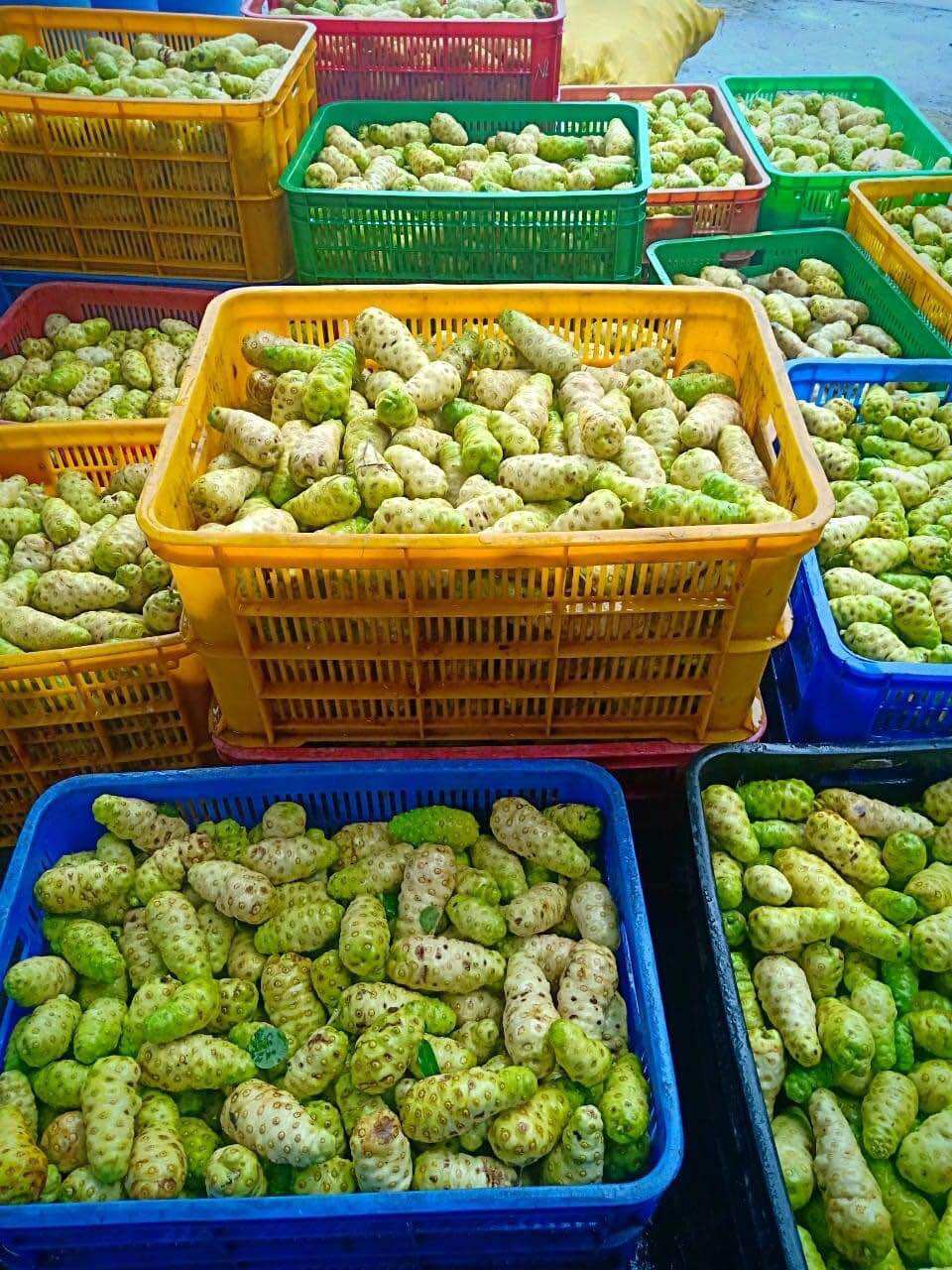 Combo 5kg trái nhàu tươi ( chỉ giao miền nam )