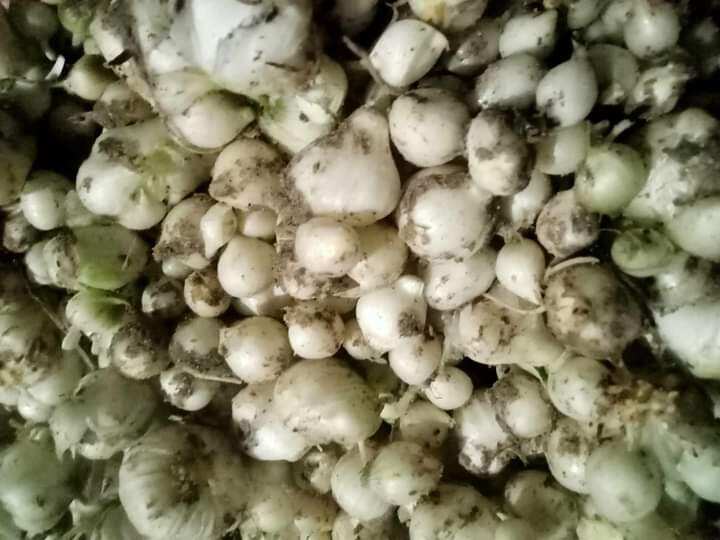 hành tăm( củ nén) loại to đẹp 1kg