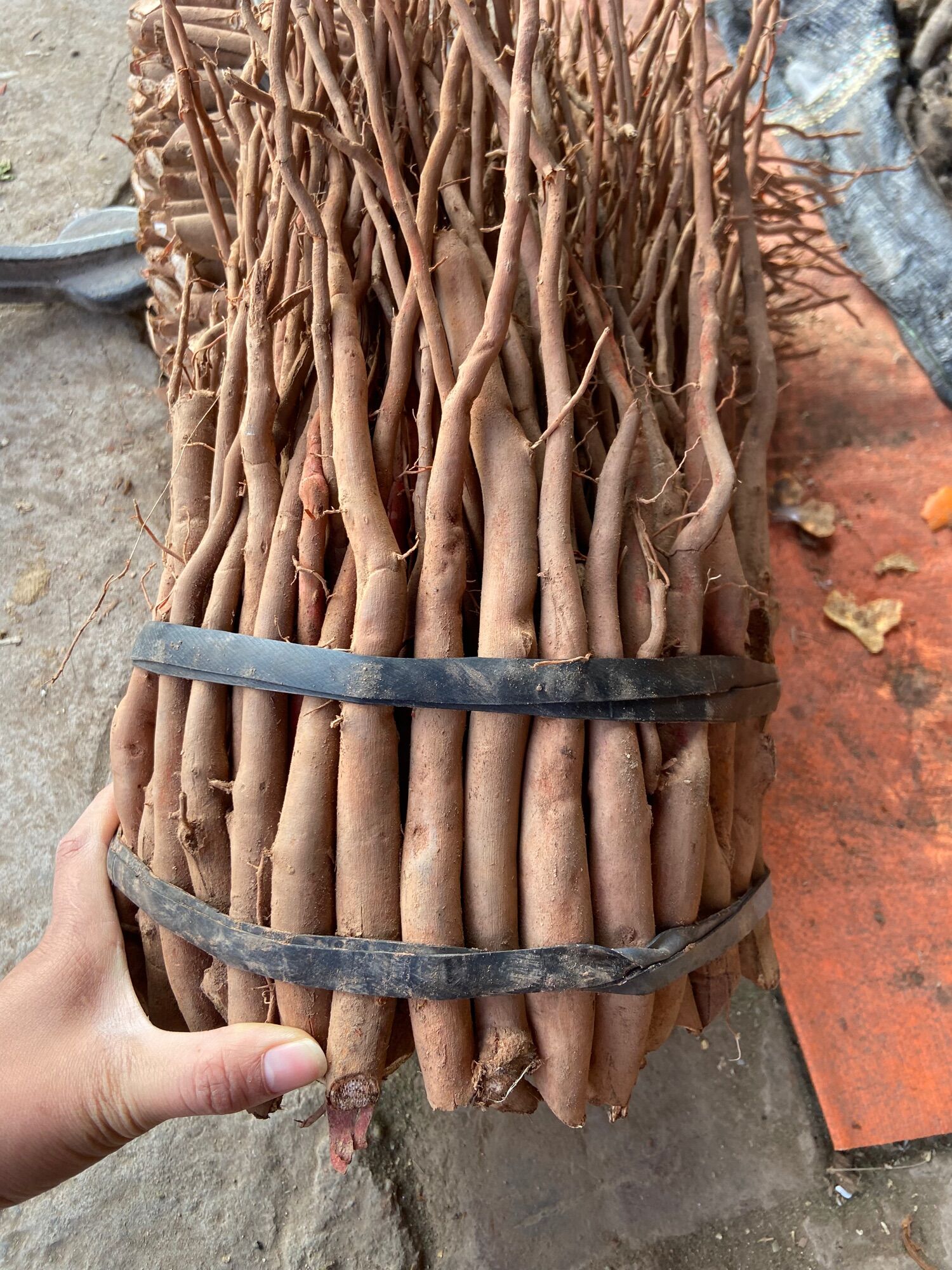 Sâm cau đỏ rừng Tây Bắc ( hàng tươi)
