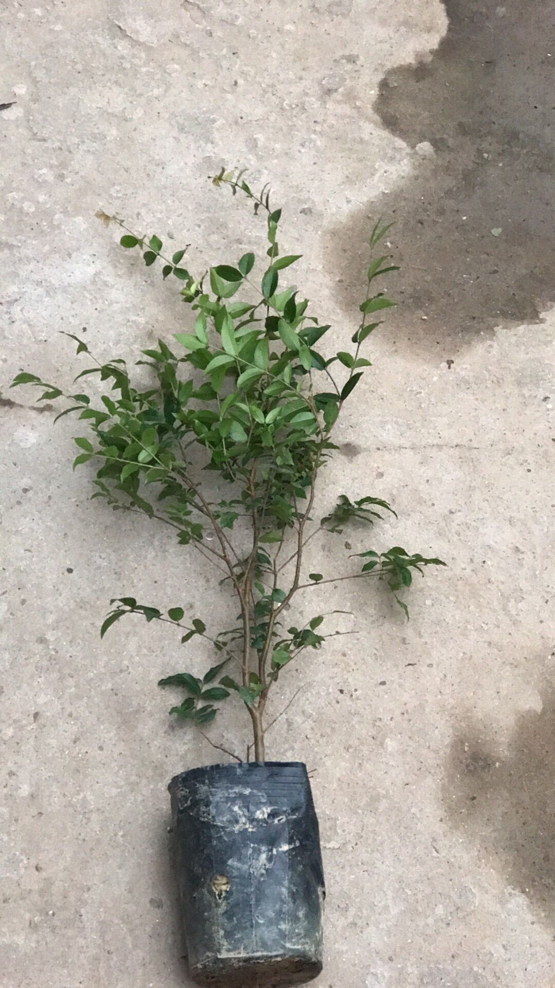 Cây nho thân gỗ tứ quý cao từ 40cm trở lên