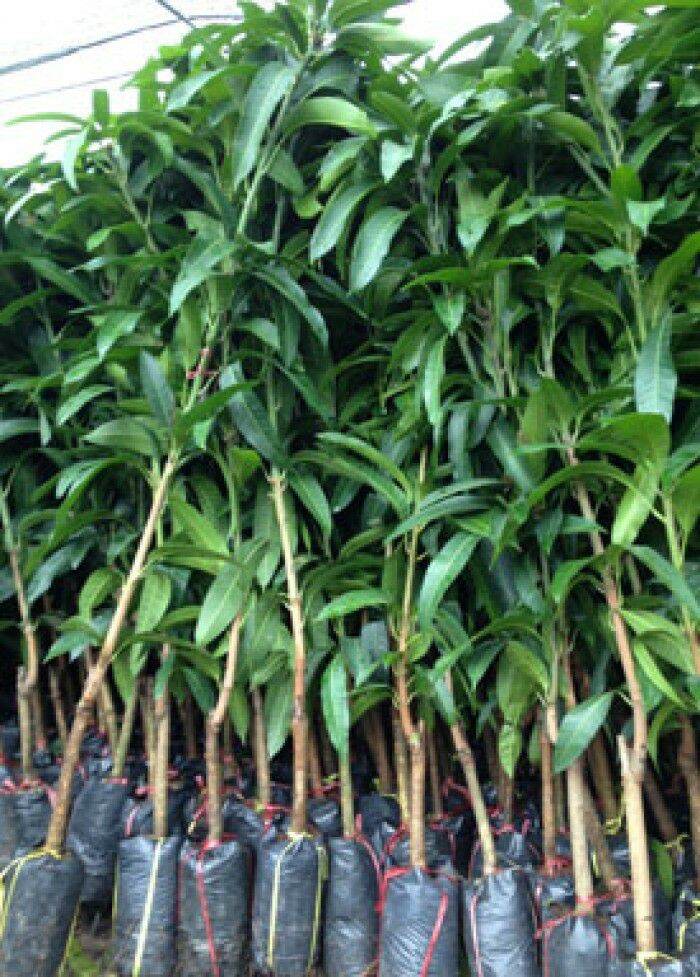 cây dừa xiêm lùn
