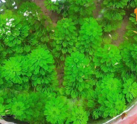 Cây thủy sinh tiểu bảo tháp-20k/15ngọn