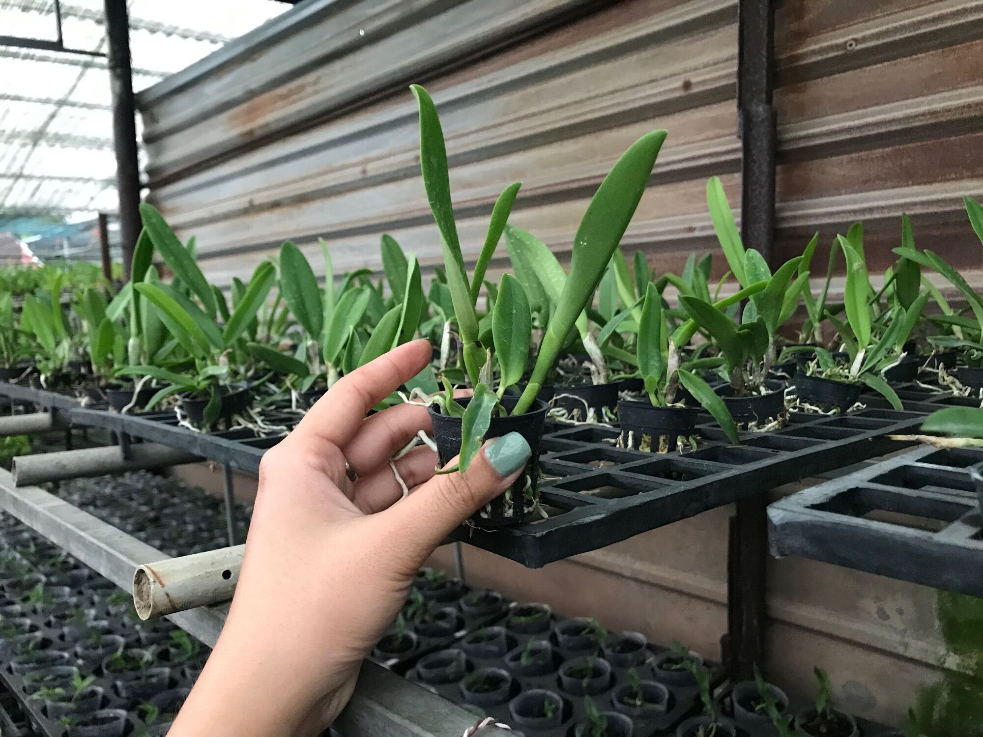 Lan Cattleya Cây Giống Nhiều Màu