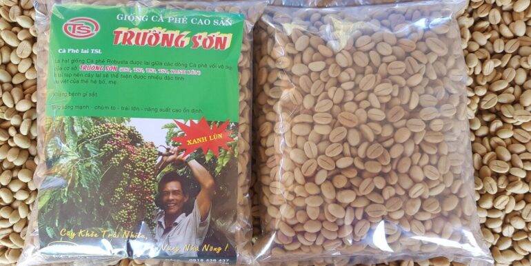 1kg hạt giống cà phê XANH LÙN (hạt tuyển bảo hành)