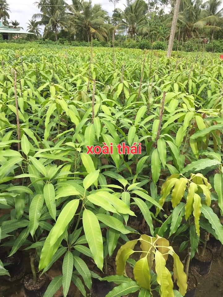 CÂY XOÀI THÁI NGỌT