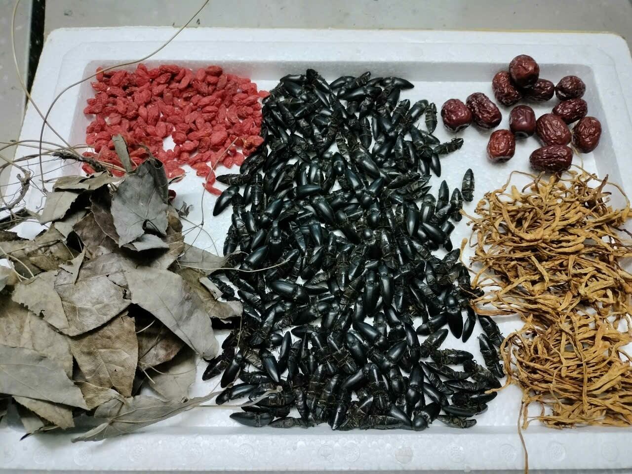 100 bổ củi tặng kèm đông trùng + kỉ tử + lá dâm dương hoắc + táo đỏ