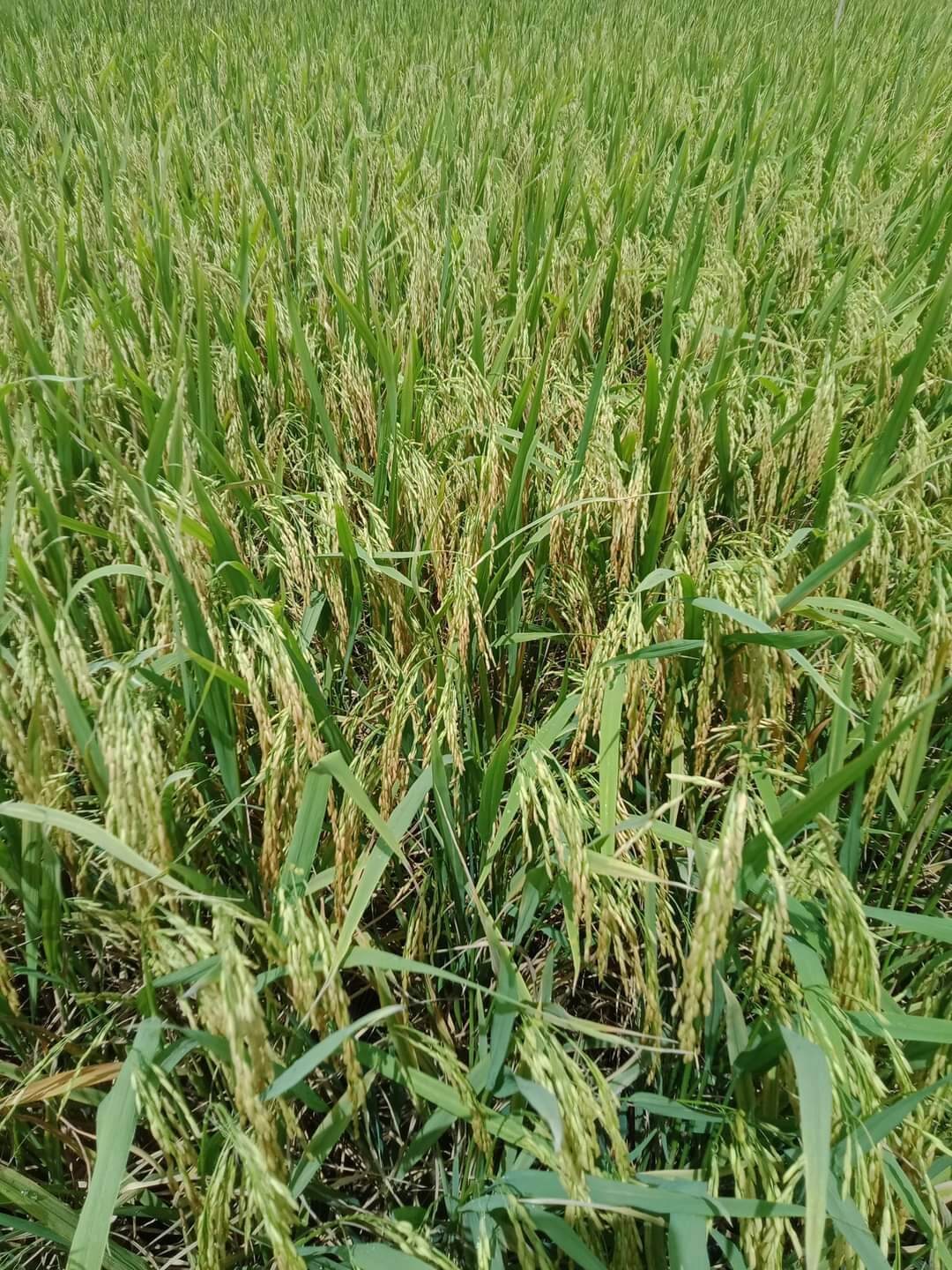 gạo tẻ  Cát Tiên bao 10kg
