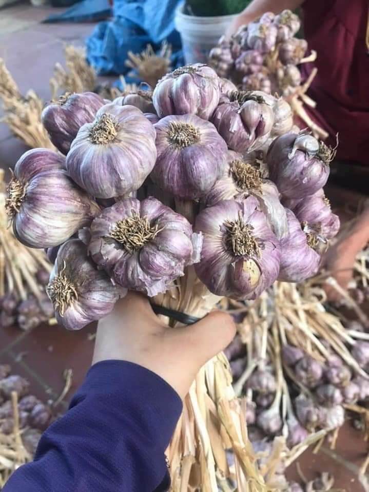 0.5kg tỏi tía nghệ an