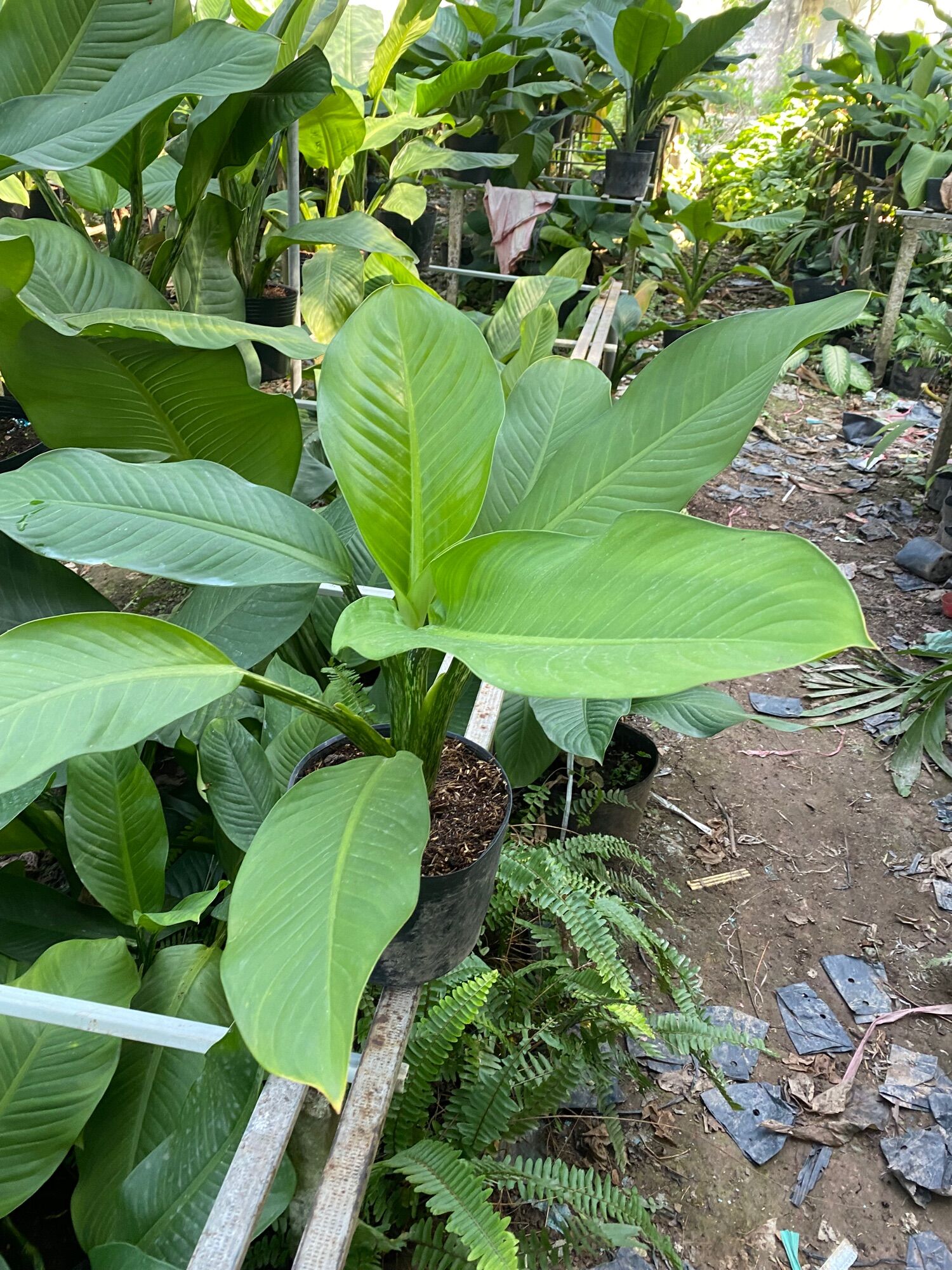 Cây đại phú gia