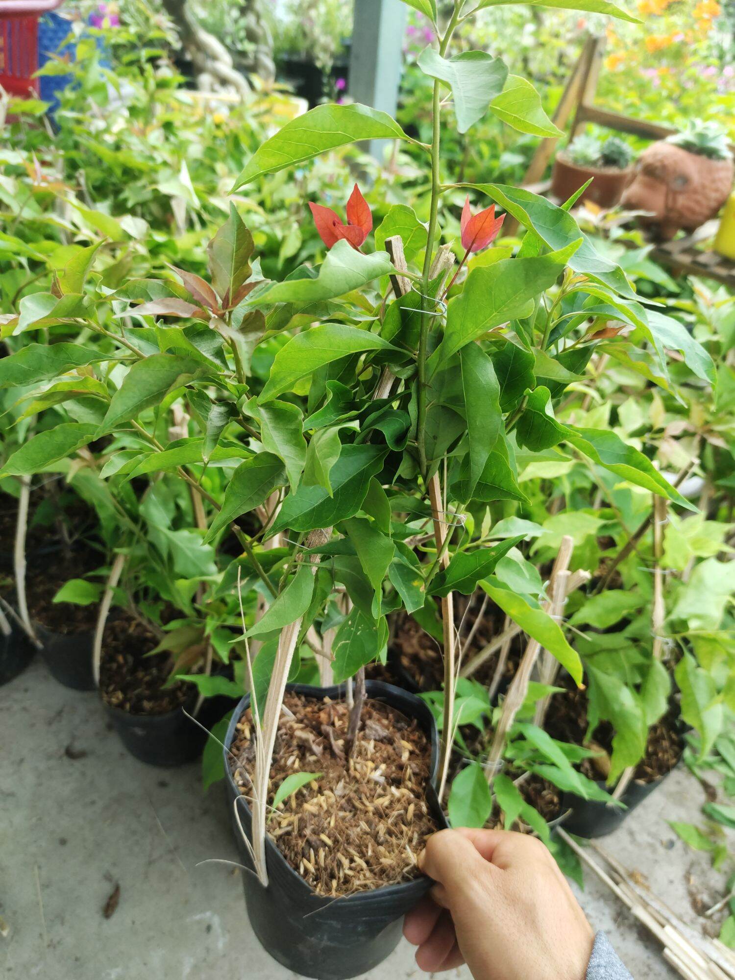Cây hoa giấy Đỏ lửa ( nguyên bản) , thuần chậu C6, đang hoa.