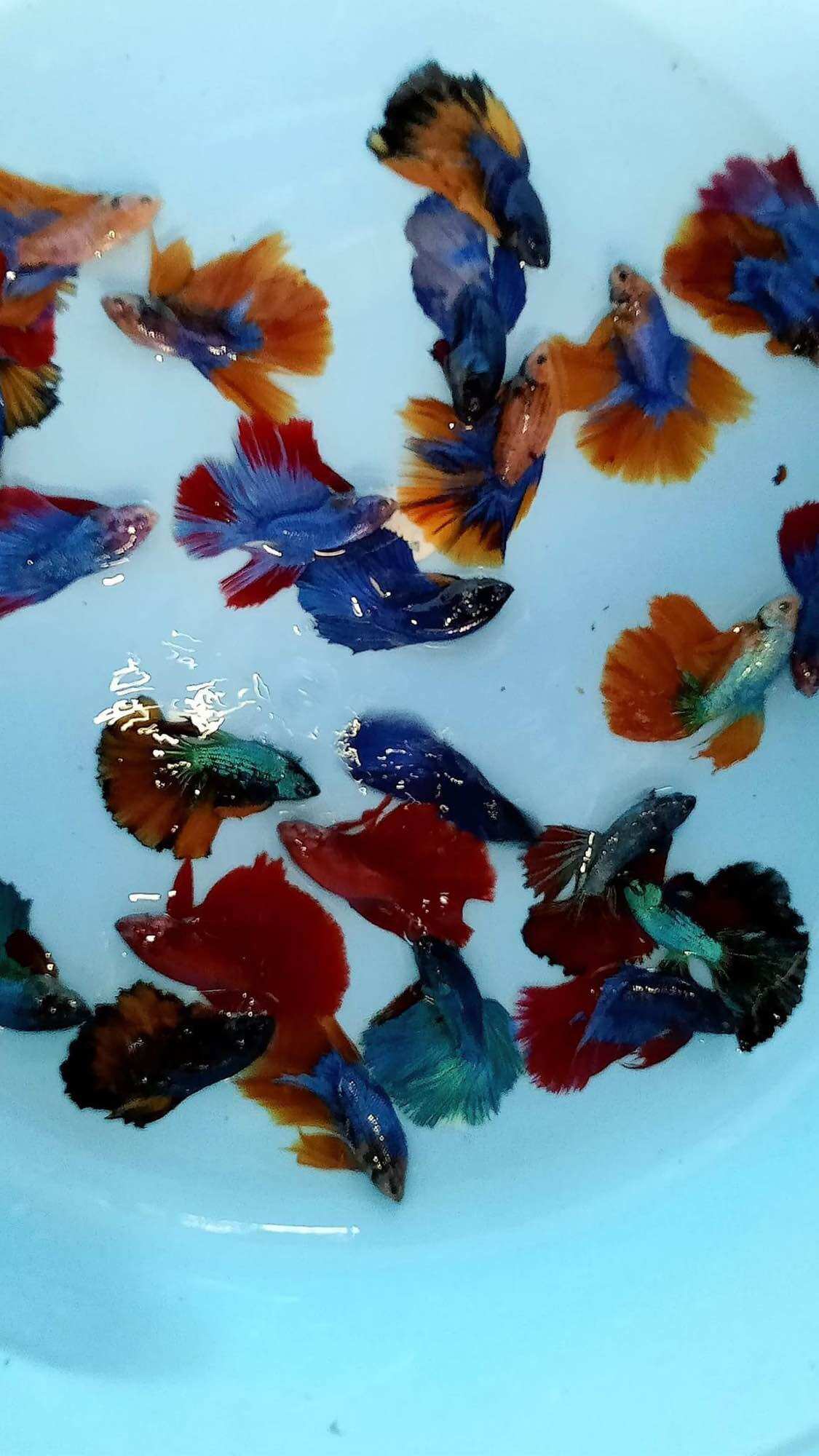 Betta Halfmoon trống đa sắc