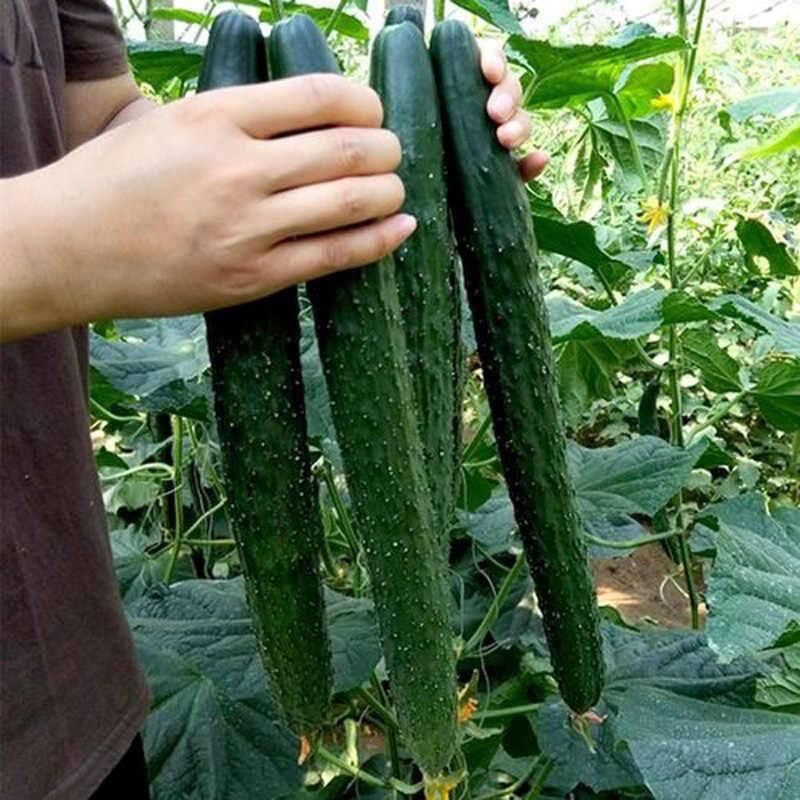 HẠT GIỐNG DƯA CHUỘT GAI NHẬT BẢN
