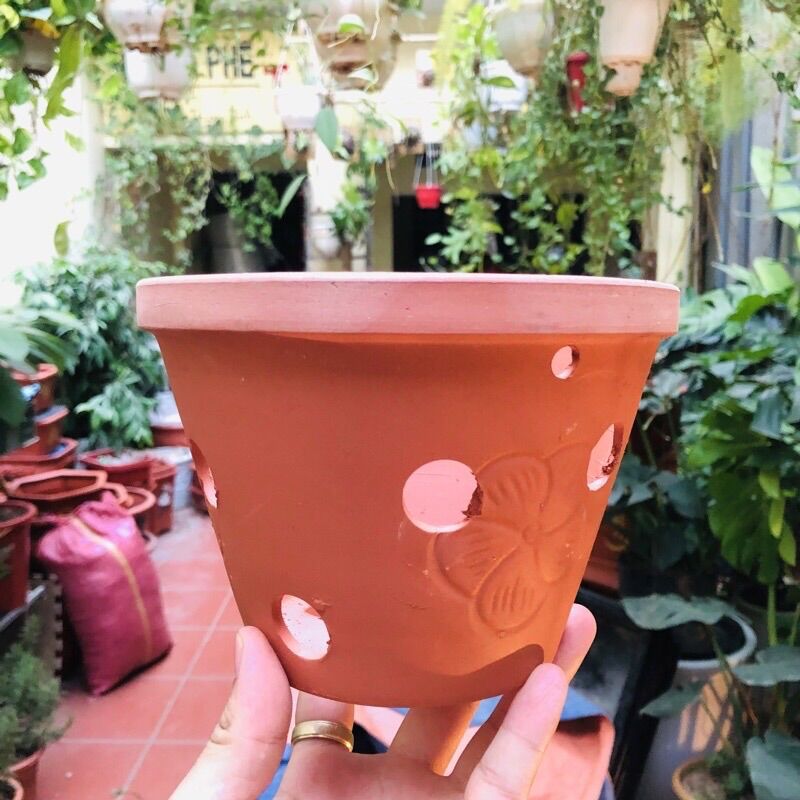 Chậu lan đất nung đủ sz