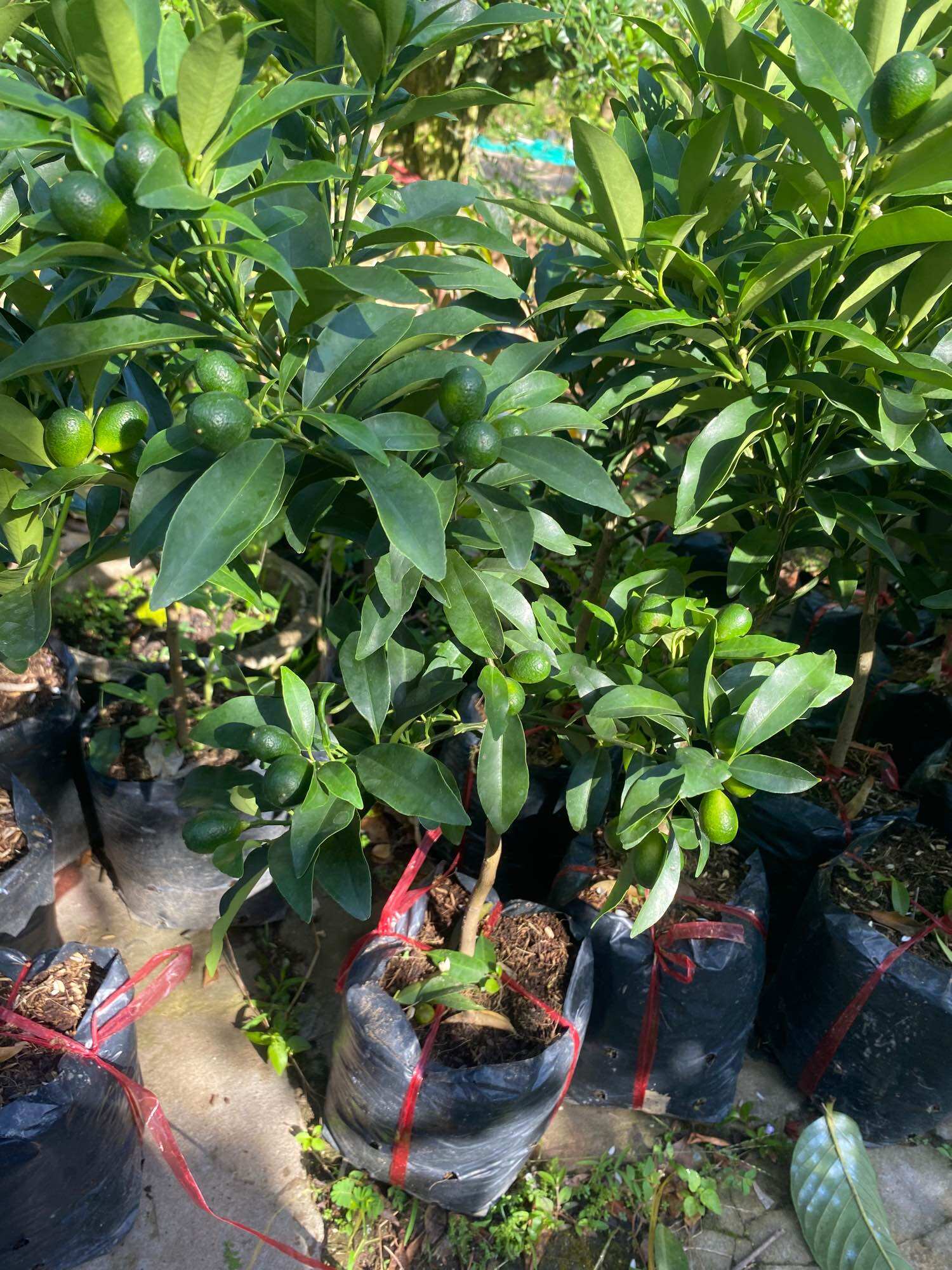 Cây Tắc Thái Vỏ Ngọt ( Đang ra trái )