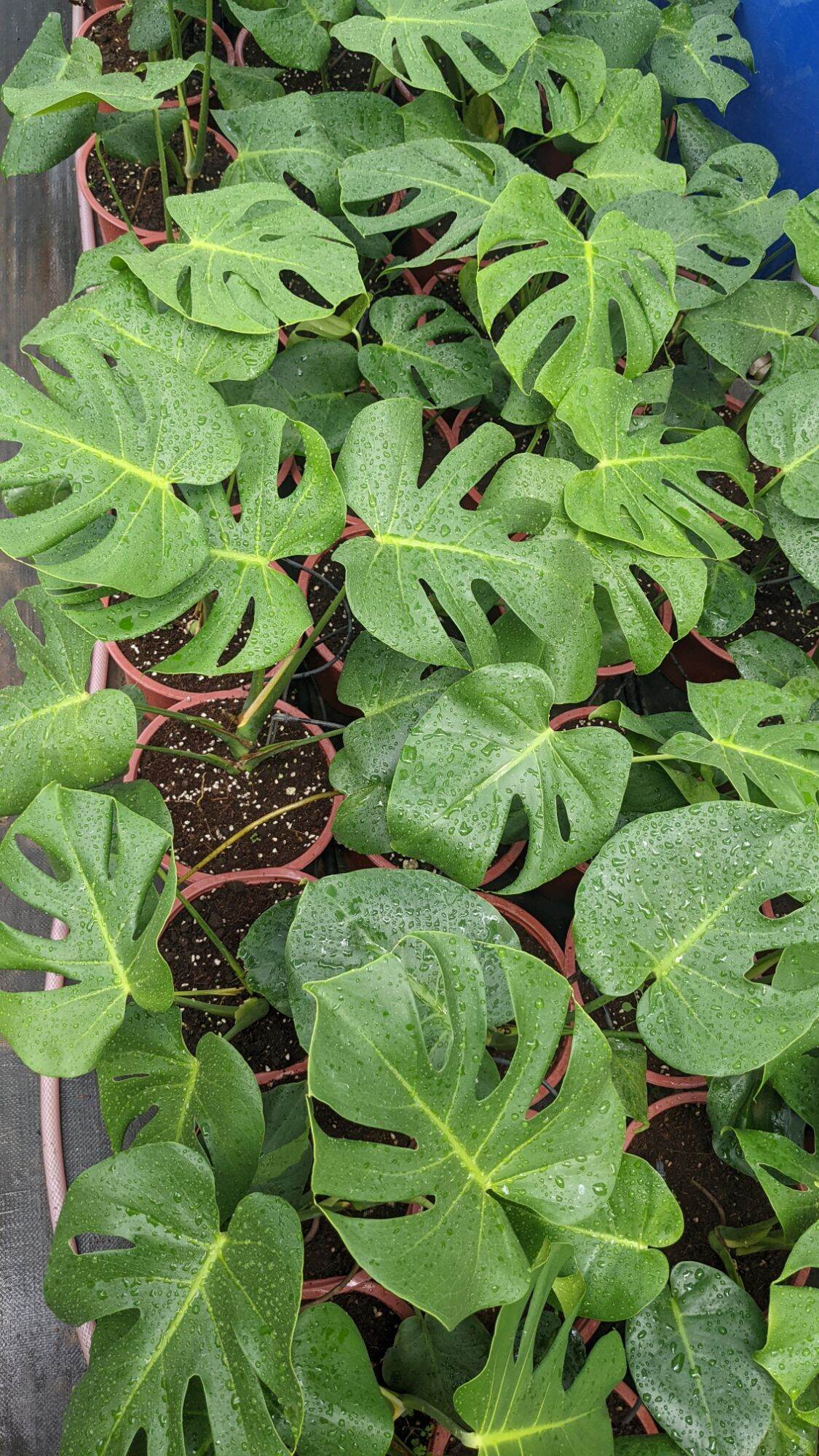 trầu bà lá xẻ