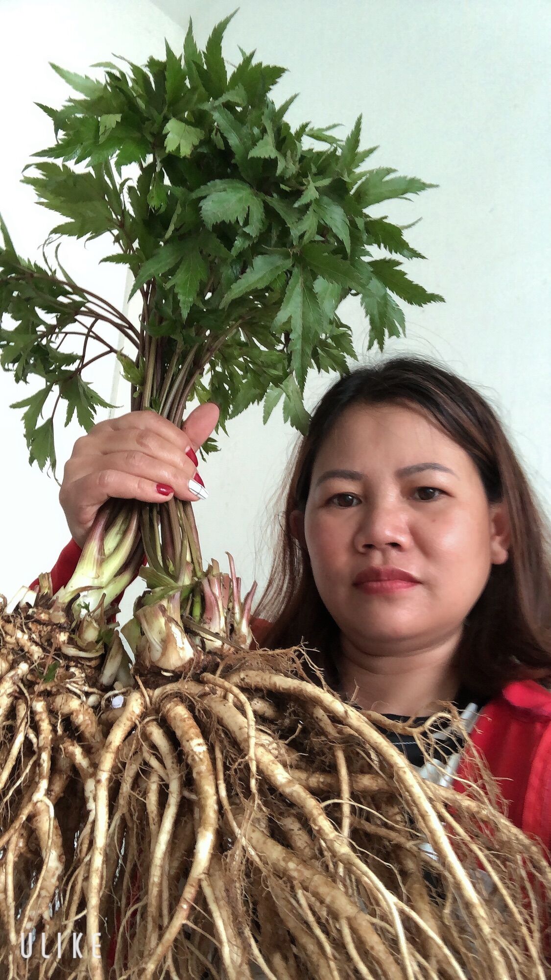 Sâm đương quy tươI 80k/kg