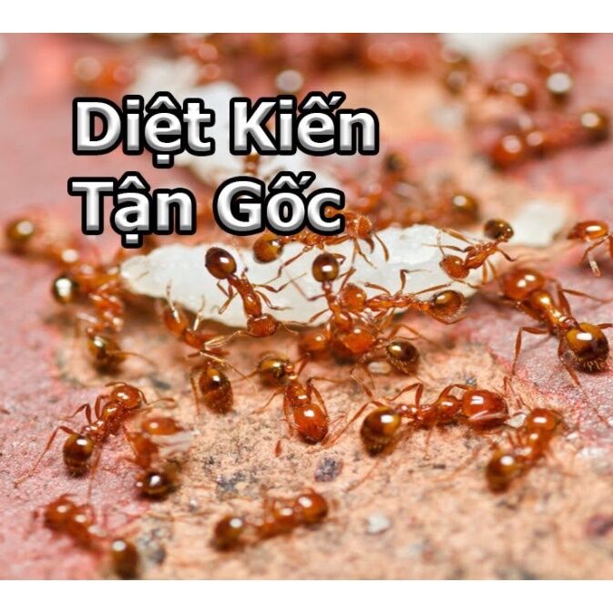 HCM Lọ Dụng Dịch diệt kiến-gián sinh học an toàn hàng Việt Nam