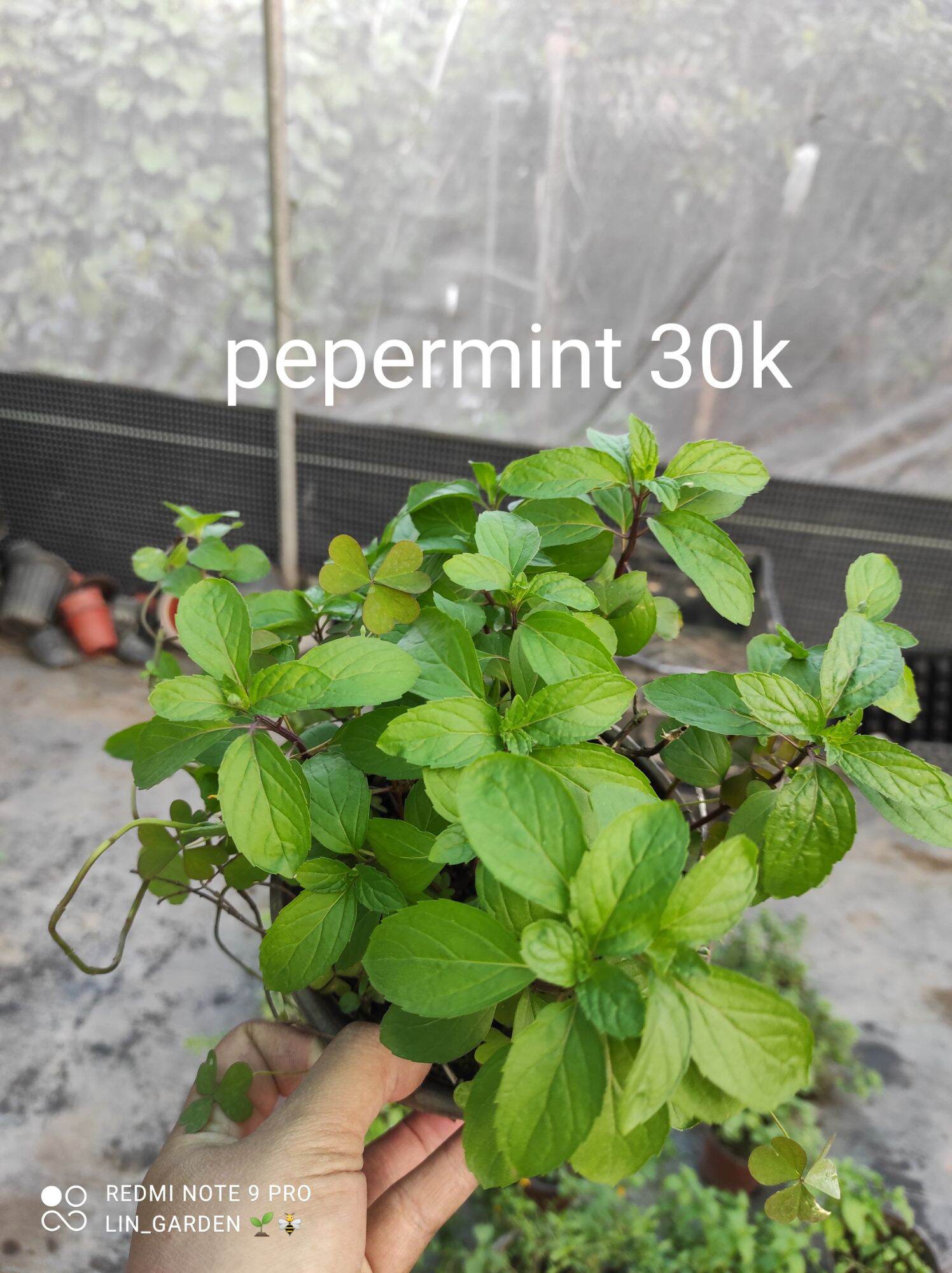Cây bạc hà pepermint