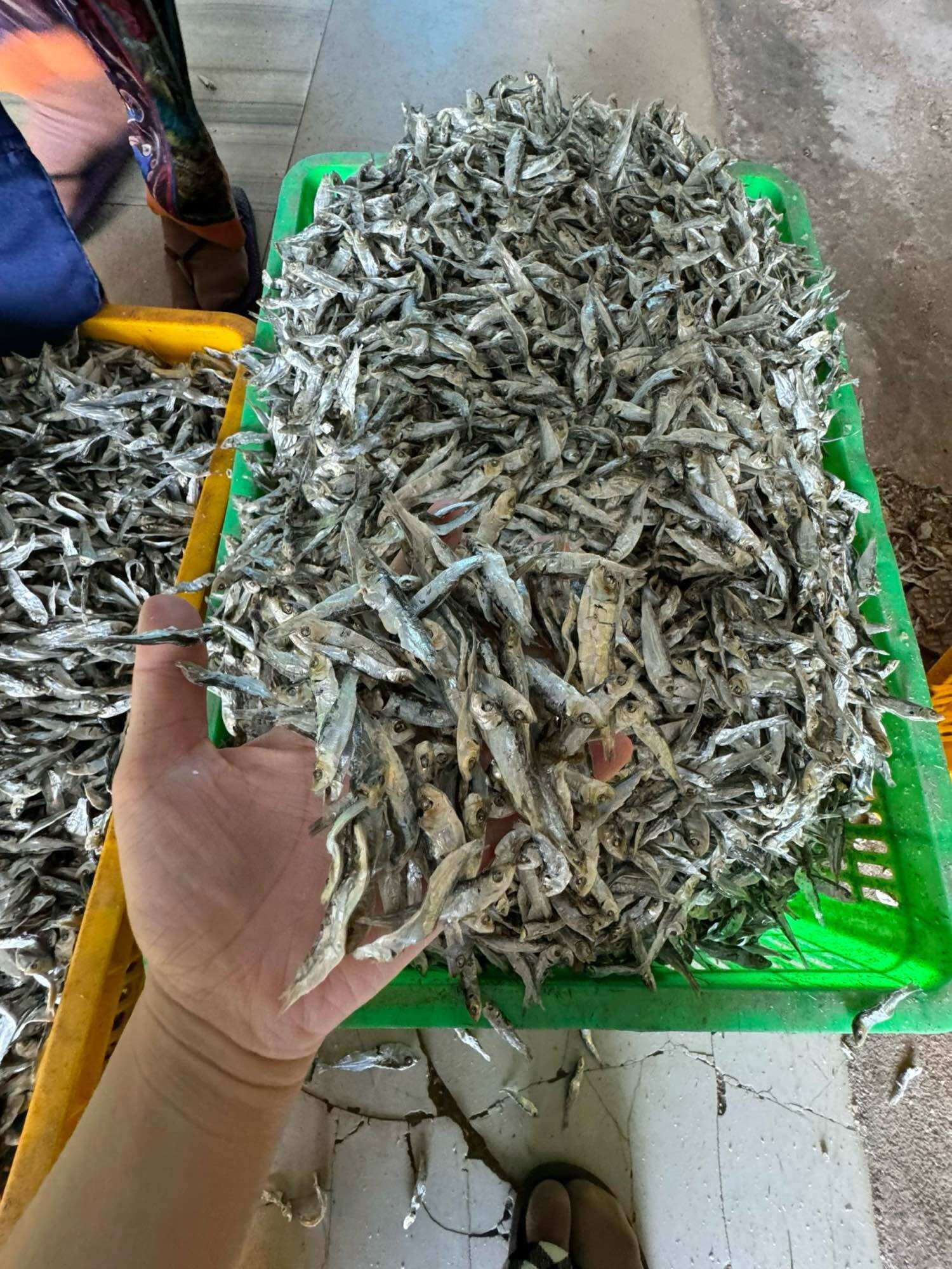 Khô cá Ve (cá trích mini) hàng thượng hạng xuất khẩu