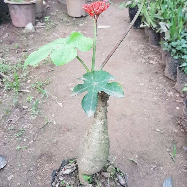 Cây ngô đồng chuẩn,xịn làm cảnh lh 0355276899