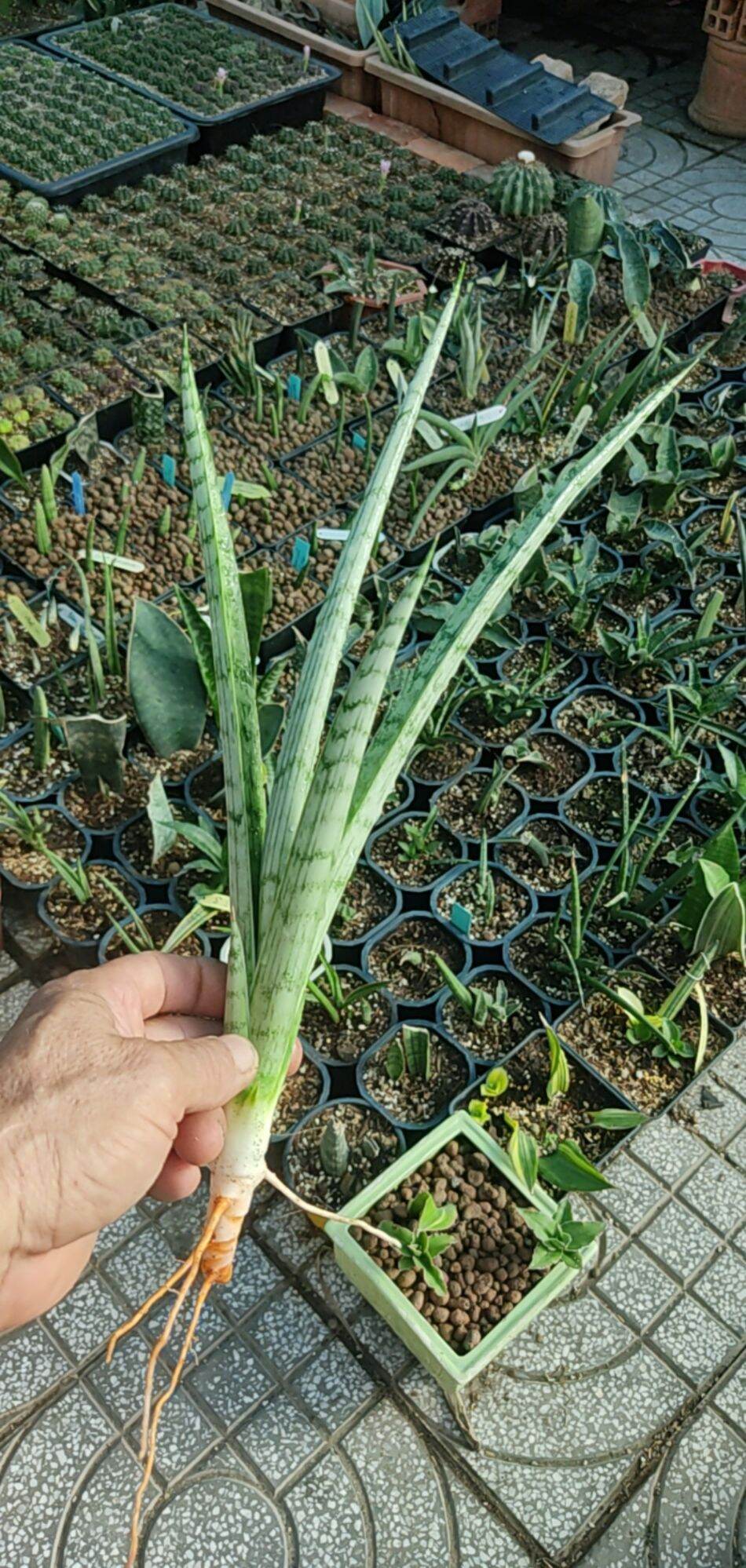 Cây Lưỡi hổ - Sansevieria Narin