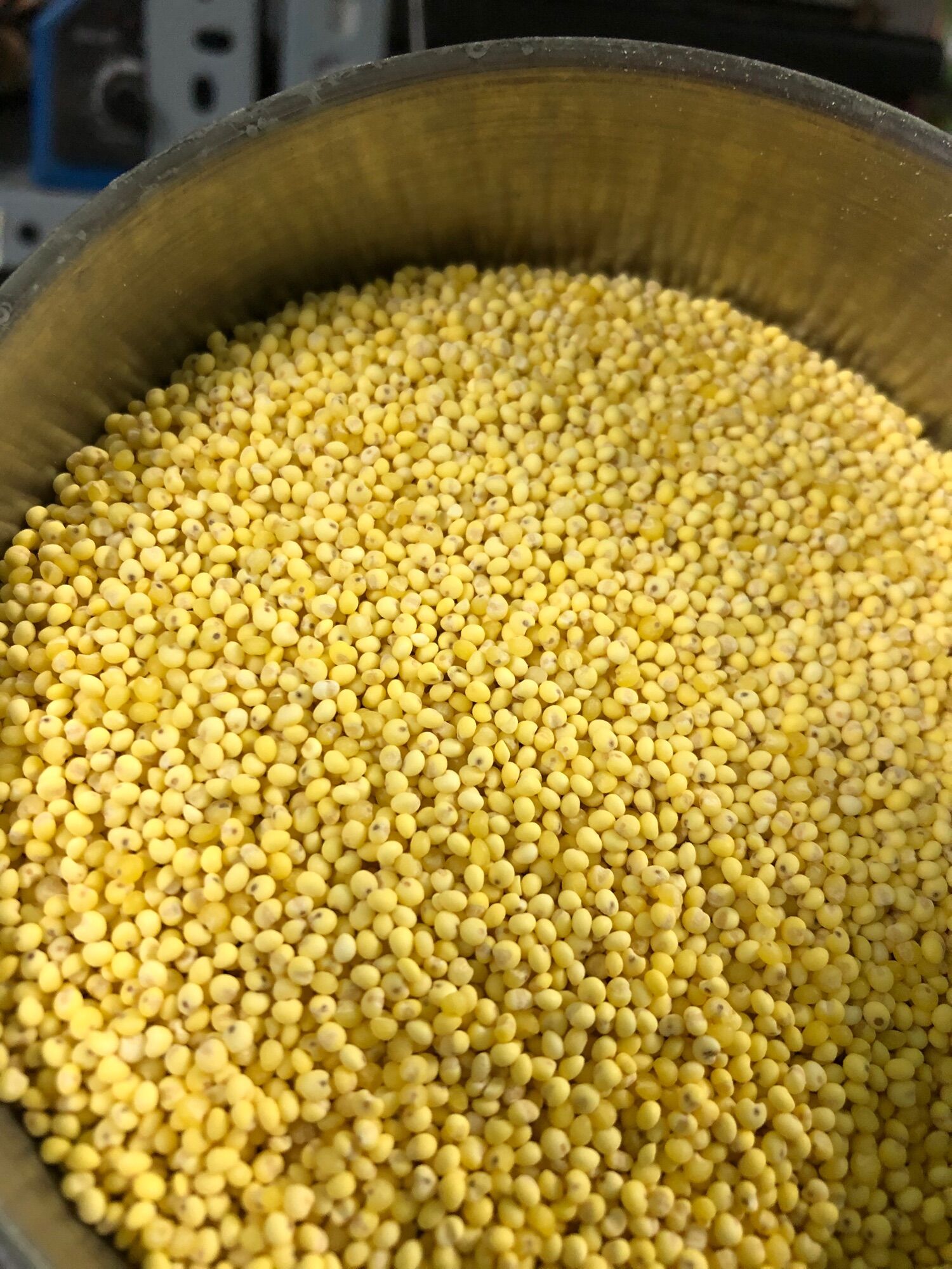 Kê nếp vàng (kê tách vỏ)