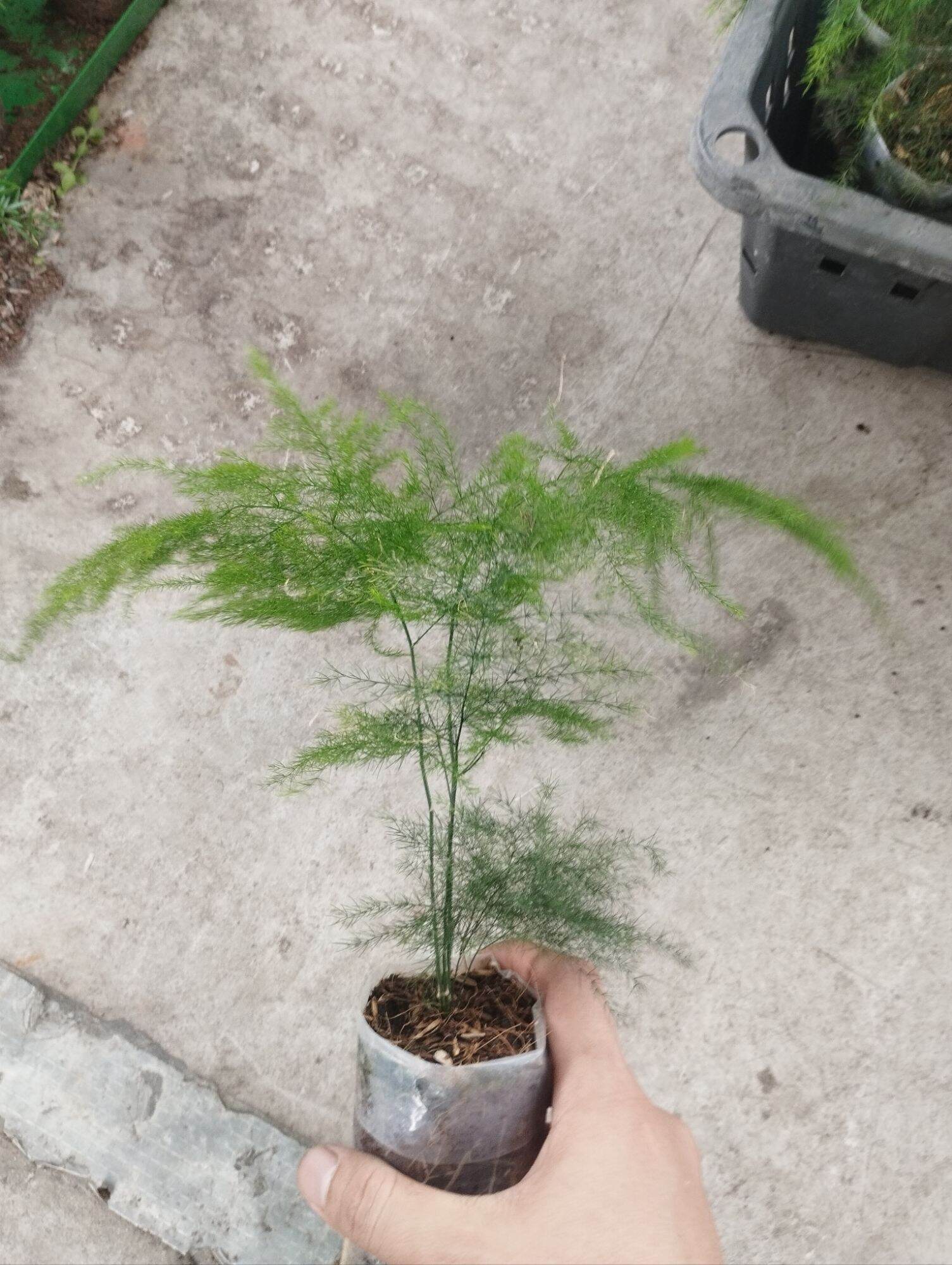 Kim thuỷ tùng mini bầu nilong