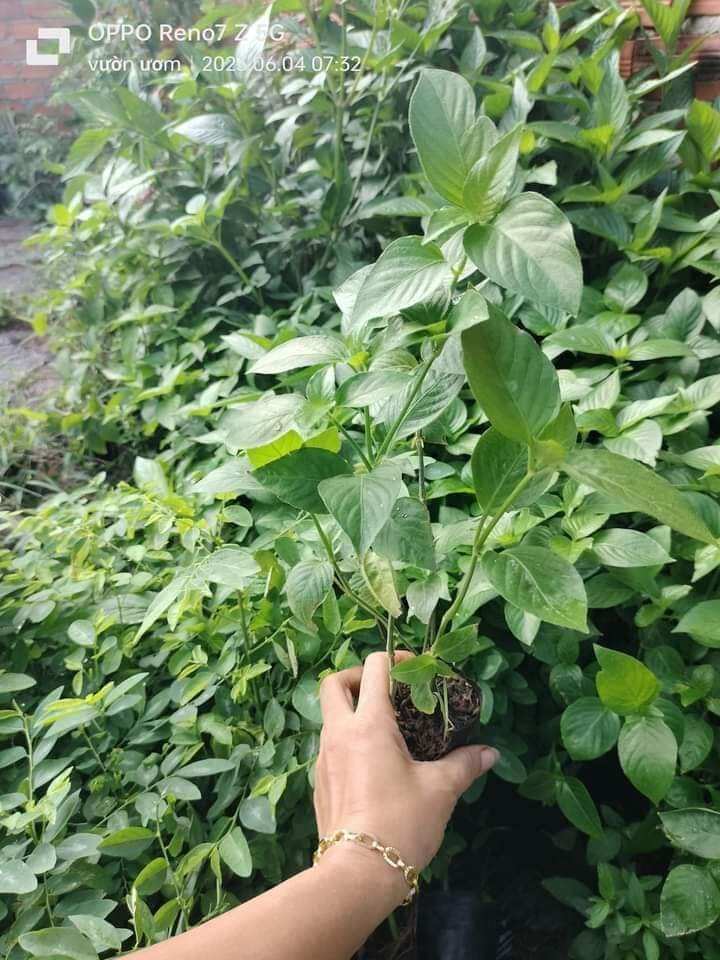 Cây lá cẩm màu tím