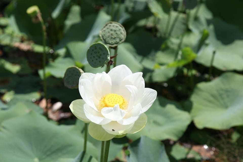 10 hạt giống sen bạch tuyết