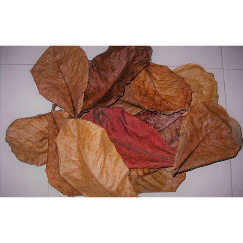 Combo 15 lá bàng khô rụng tự nhiên