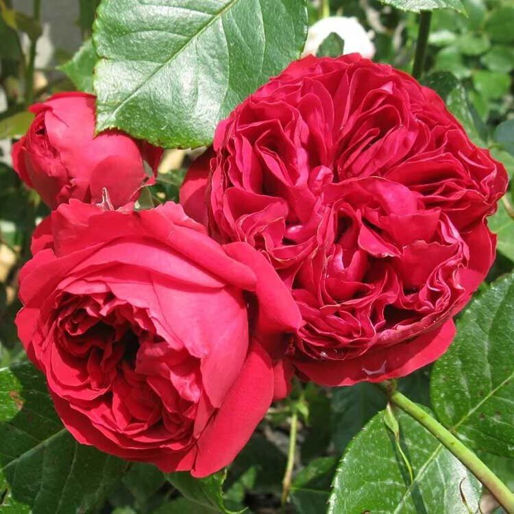 Hoa hồng leo Pháp Red Eden rose - hoa thơm, cây khoẻ